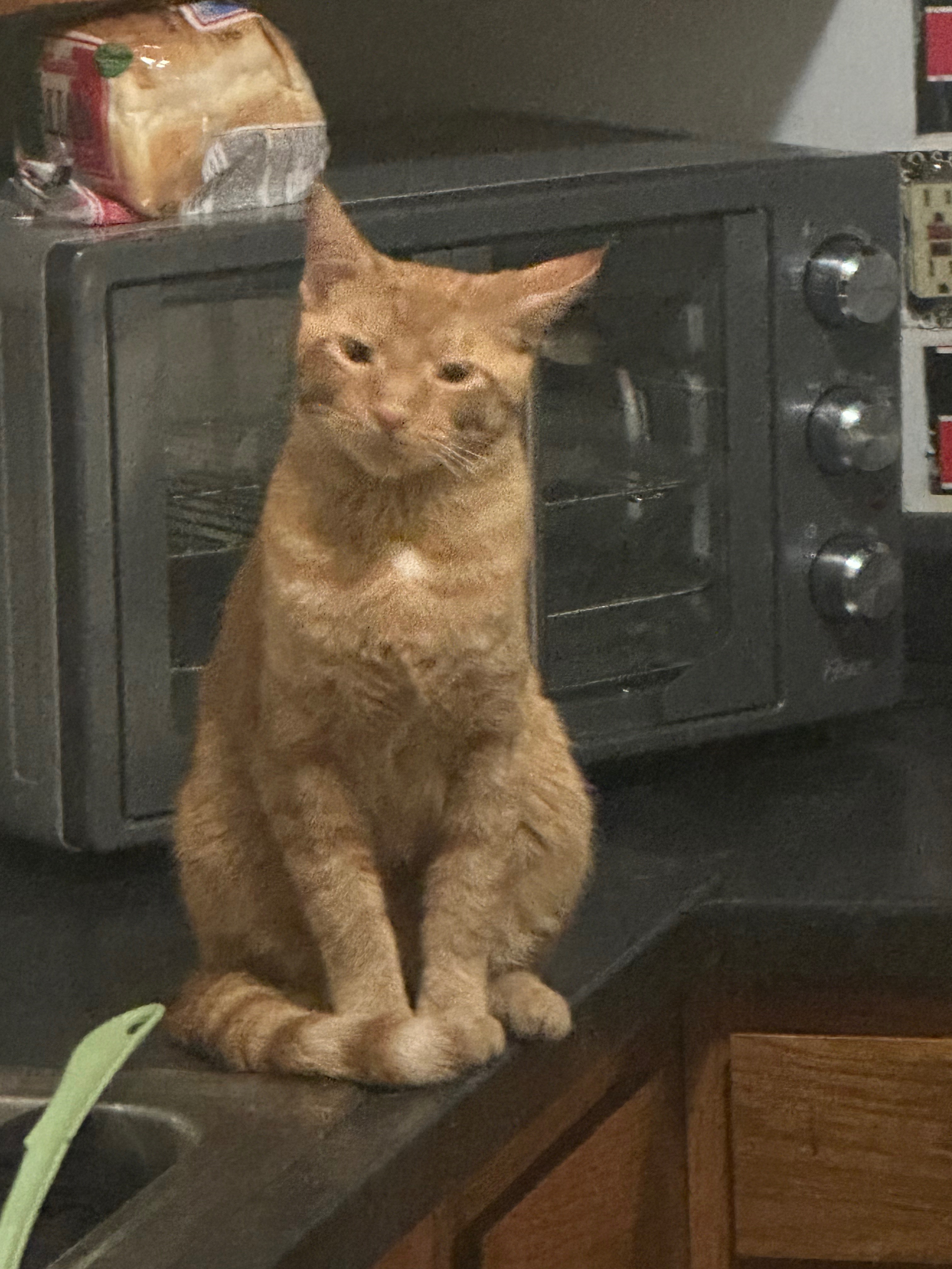 Please help save our kitties campaign photo, 2 of 8