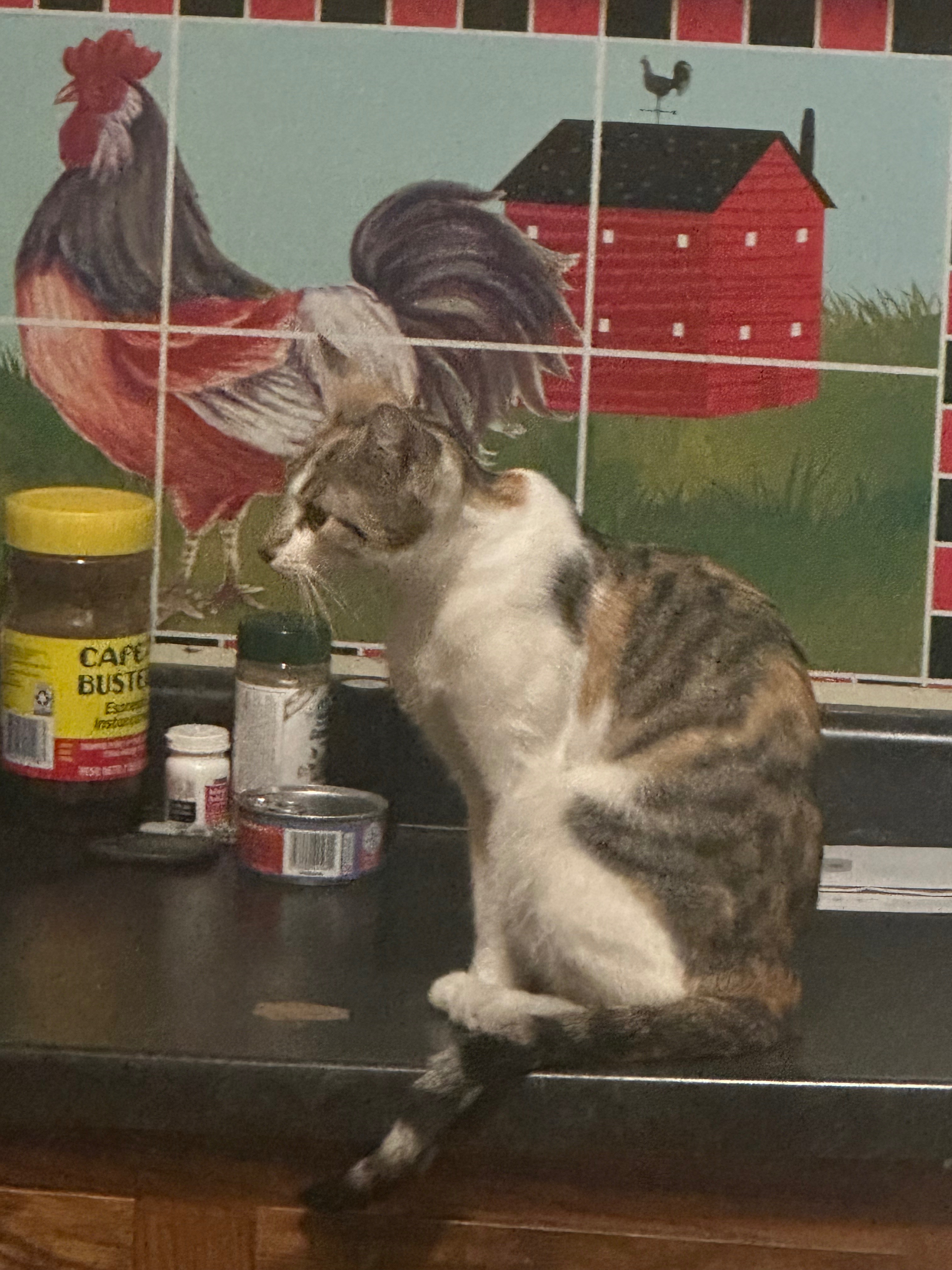 Please help save our kitties campaign photo, 7 of 8