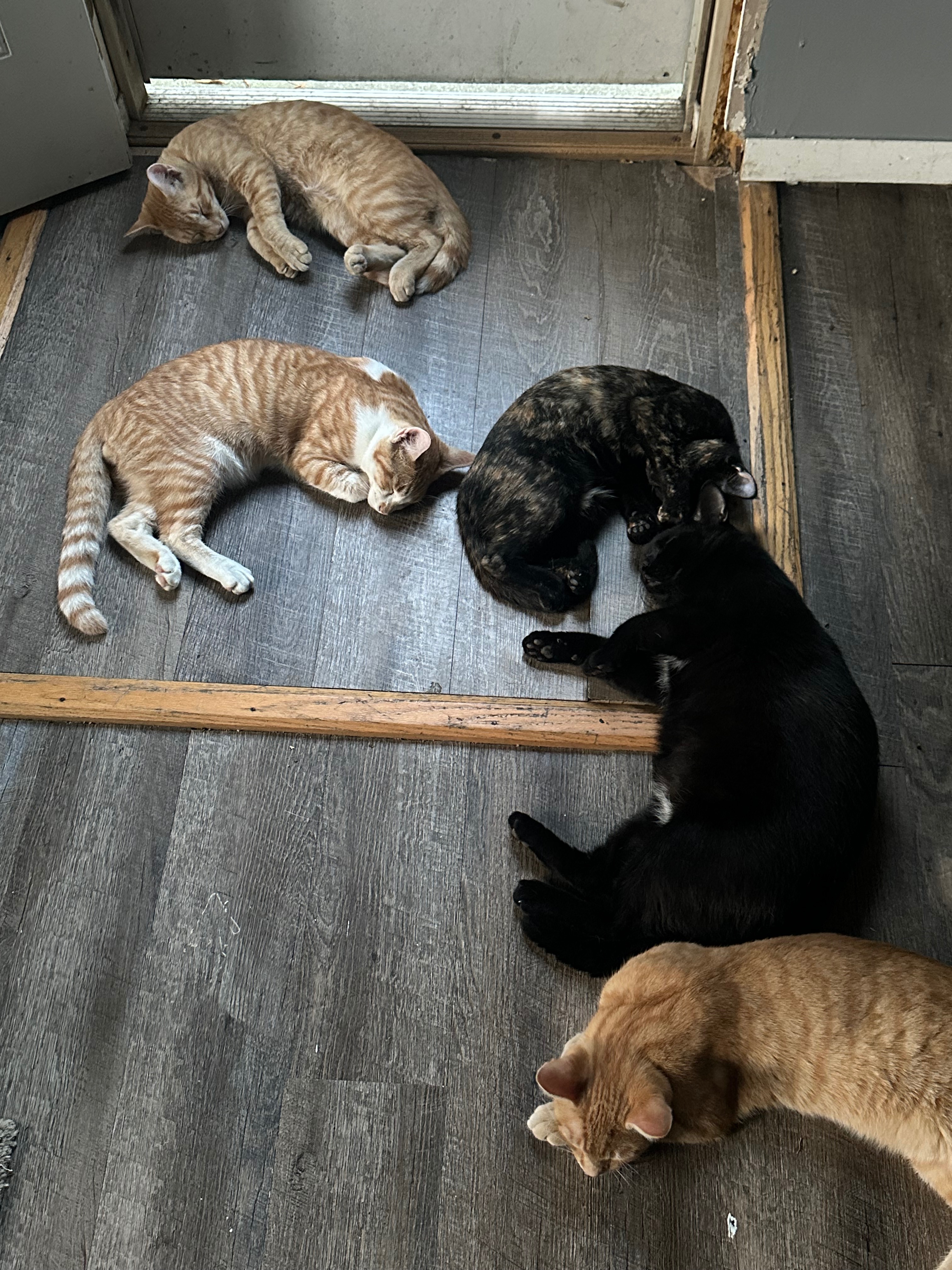 Please help save our kitties campaign photo, 5 of 8