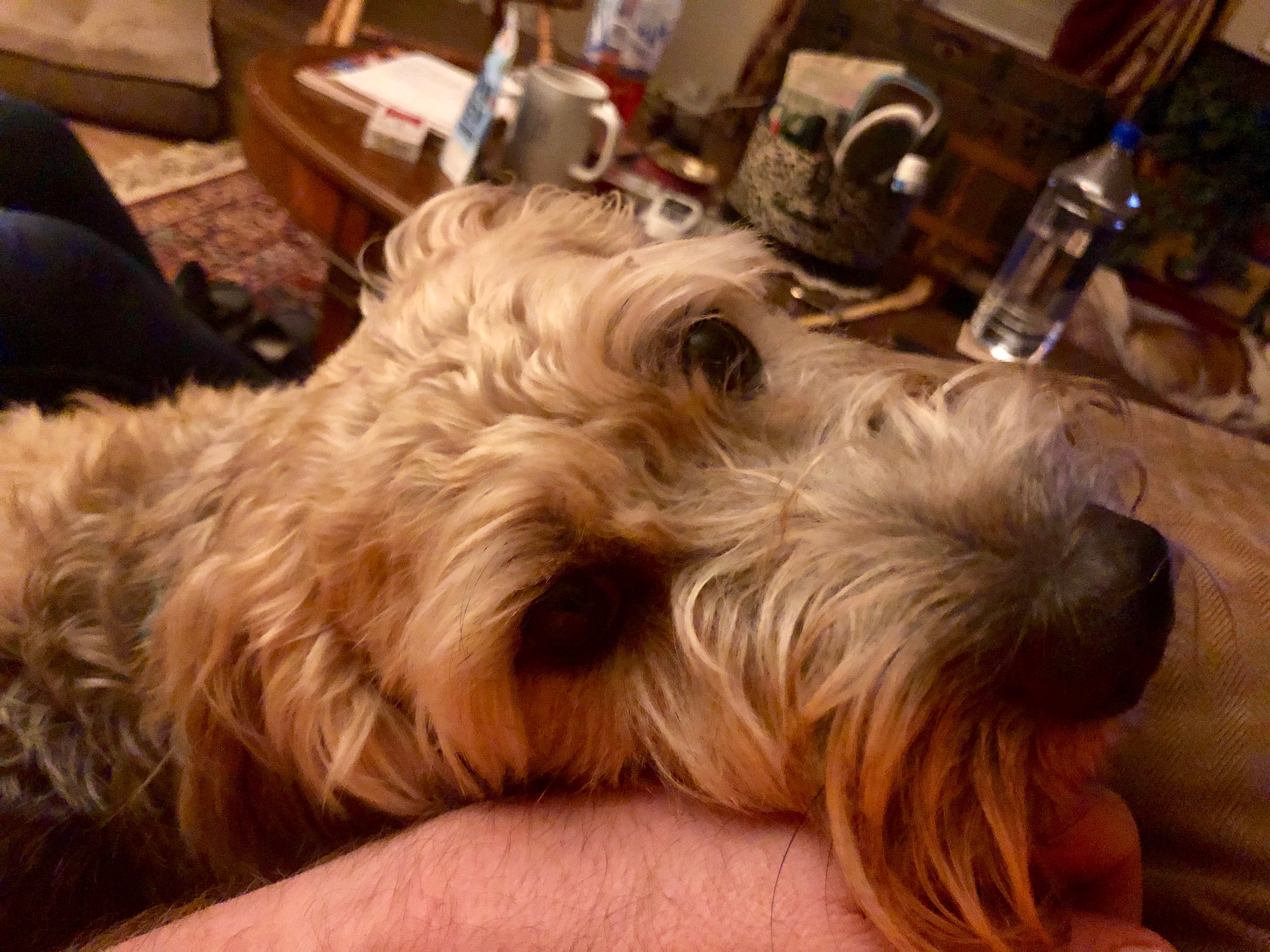 Help Lori Bitney Rest with Her Beloved Pets campaign photo, 2 of 8