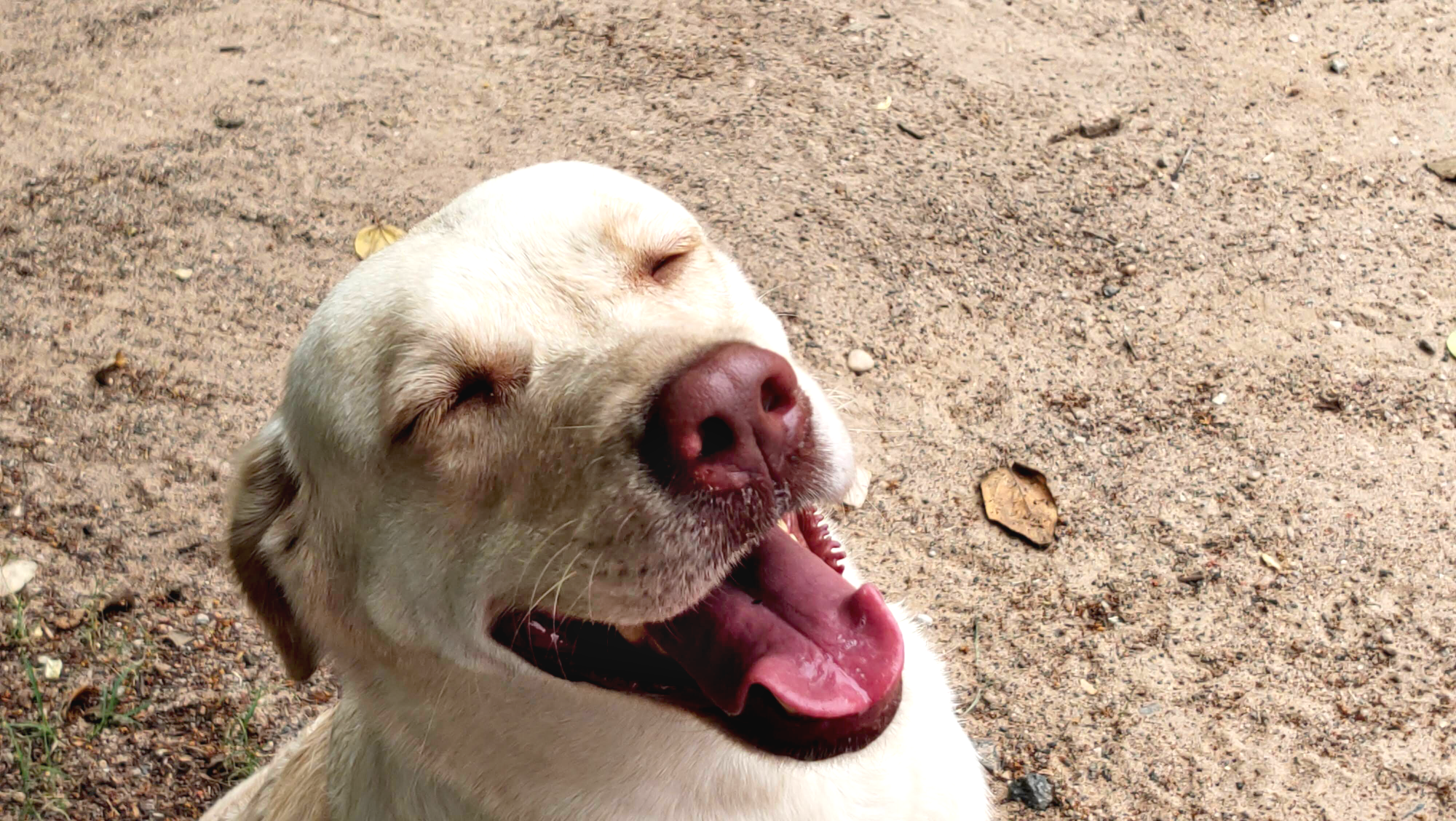 Help Reunite Doug & Donny with Their Beloved Pups campaign photo, 2 of 5