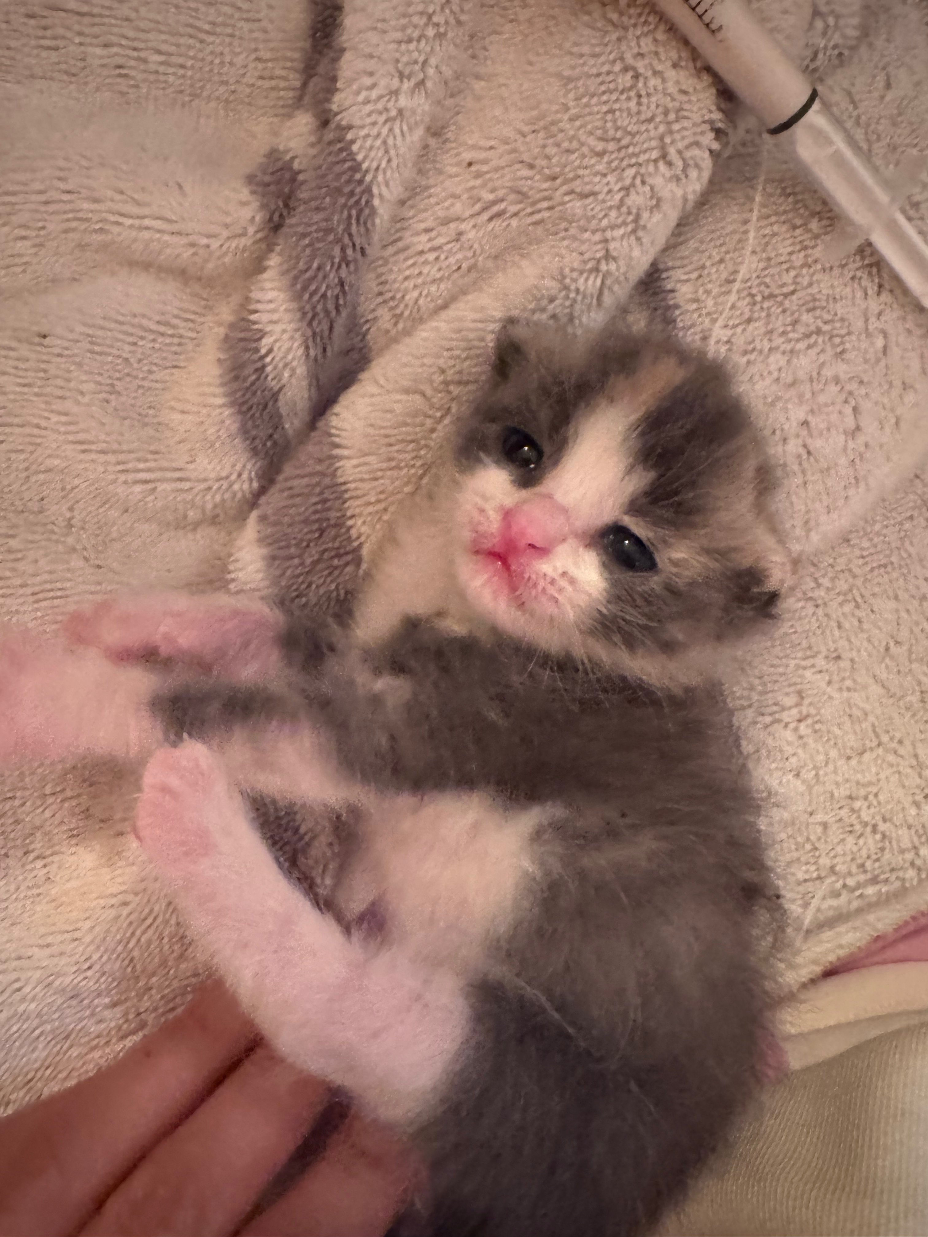 Give Kittens a Fighting Chance campaign photo, 2 of 8