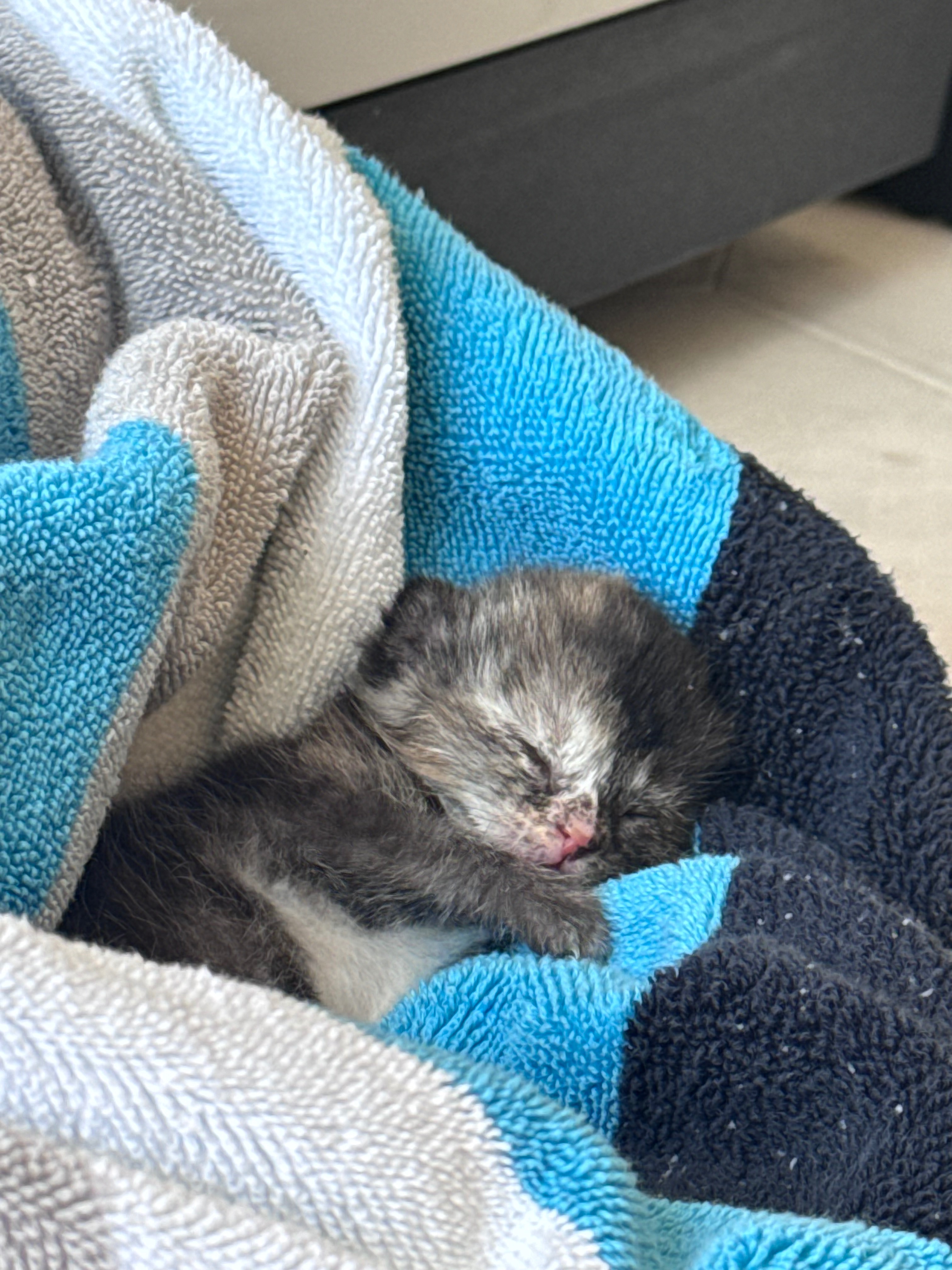 Give Kittens a Fighting Chance campaign photo, 4 of 8
