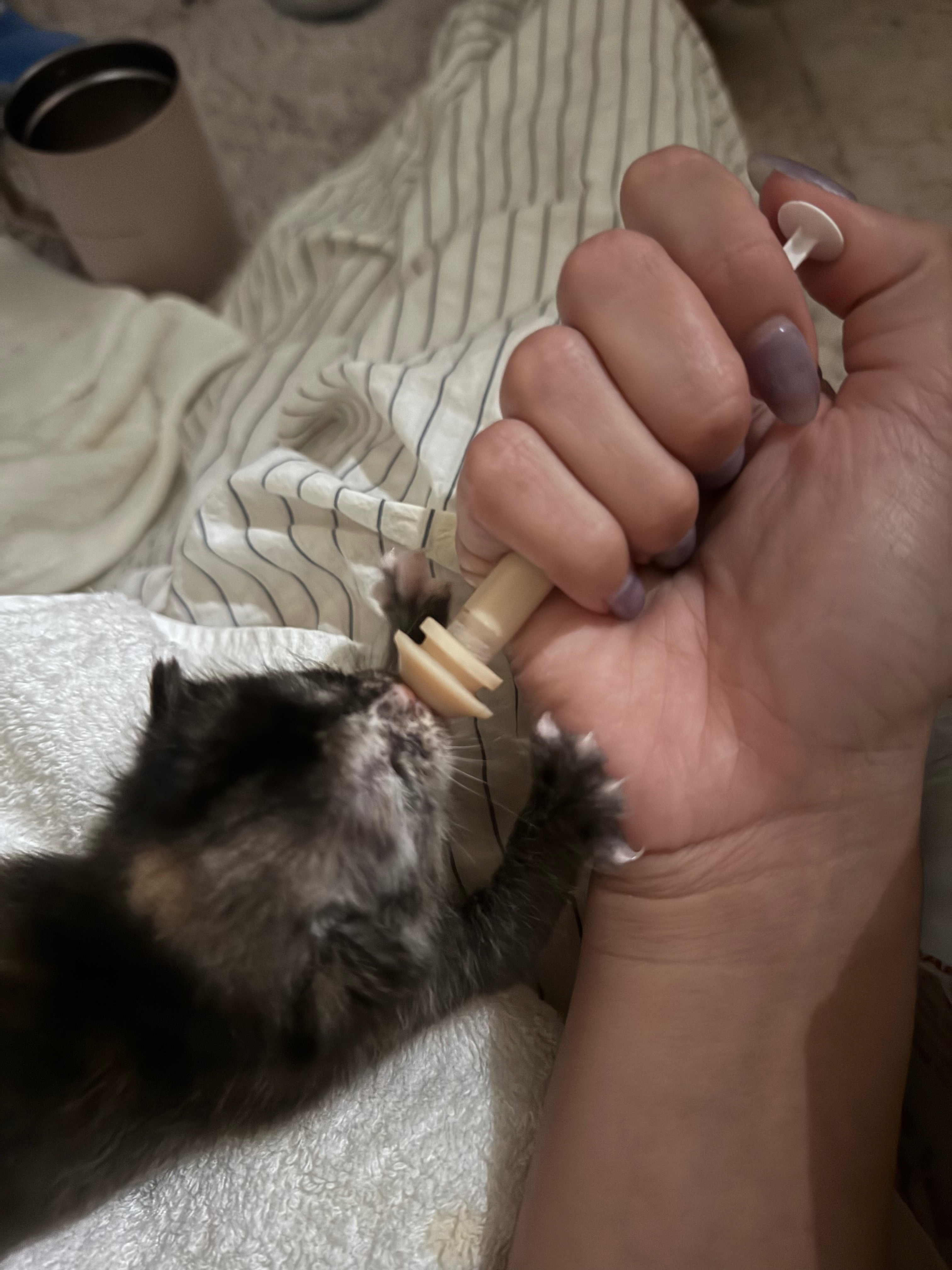 Give Kittens a Fighting Chance campaign photo, 5 of 8