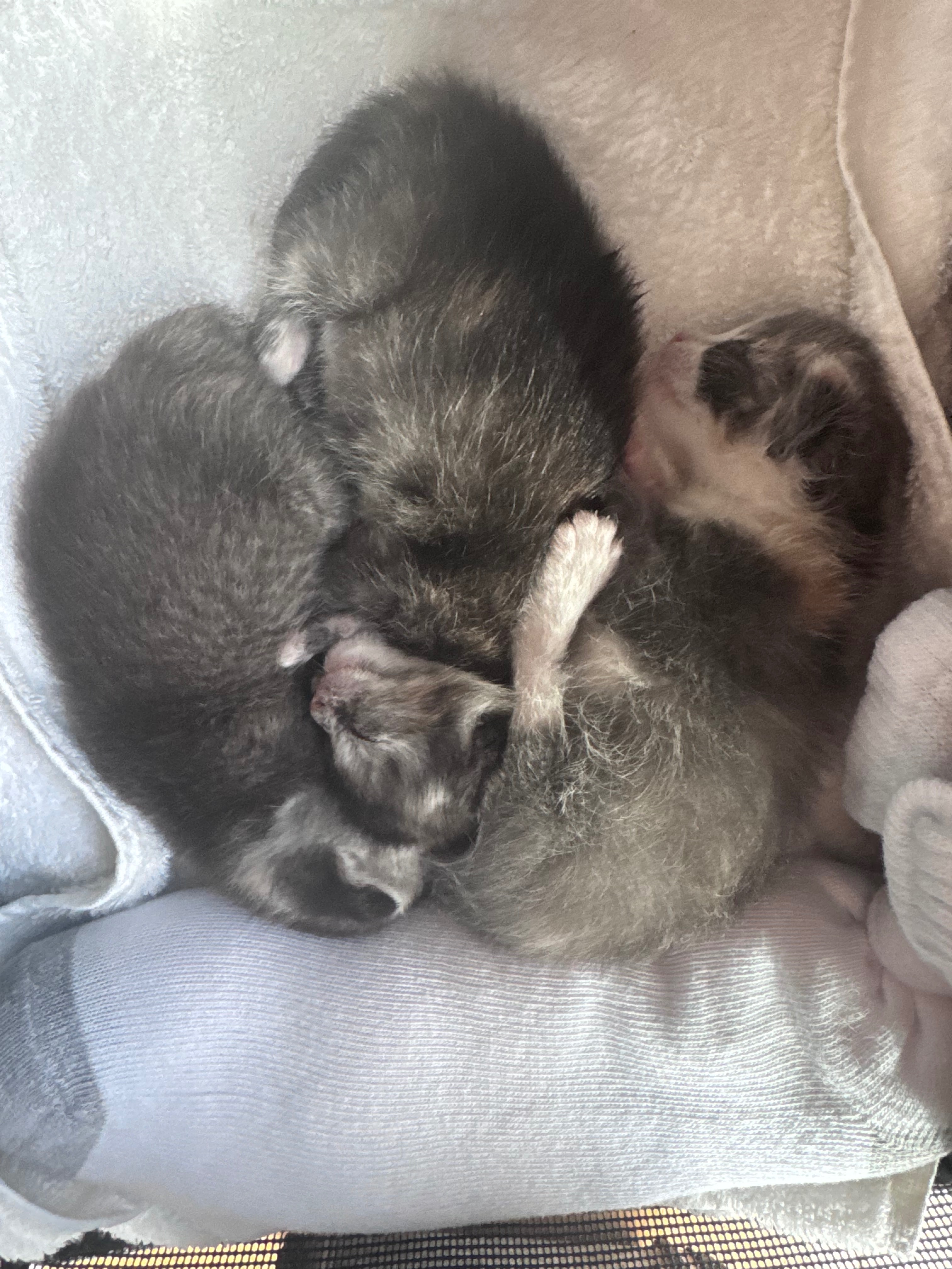 Give Kittens a Fighting Chance campaign photo, 6 of 8