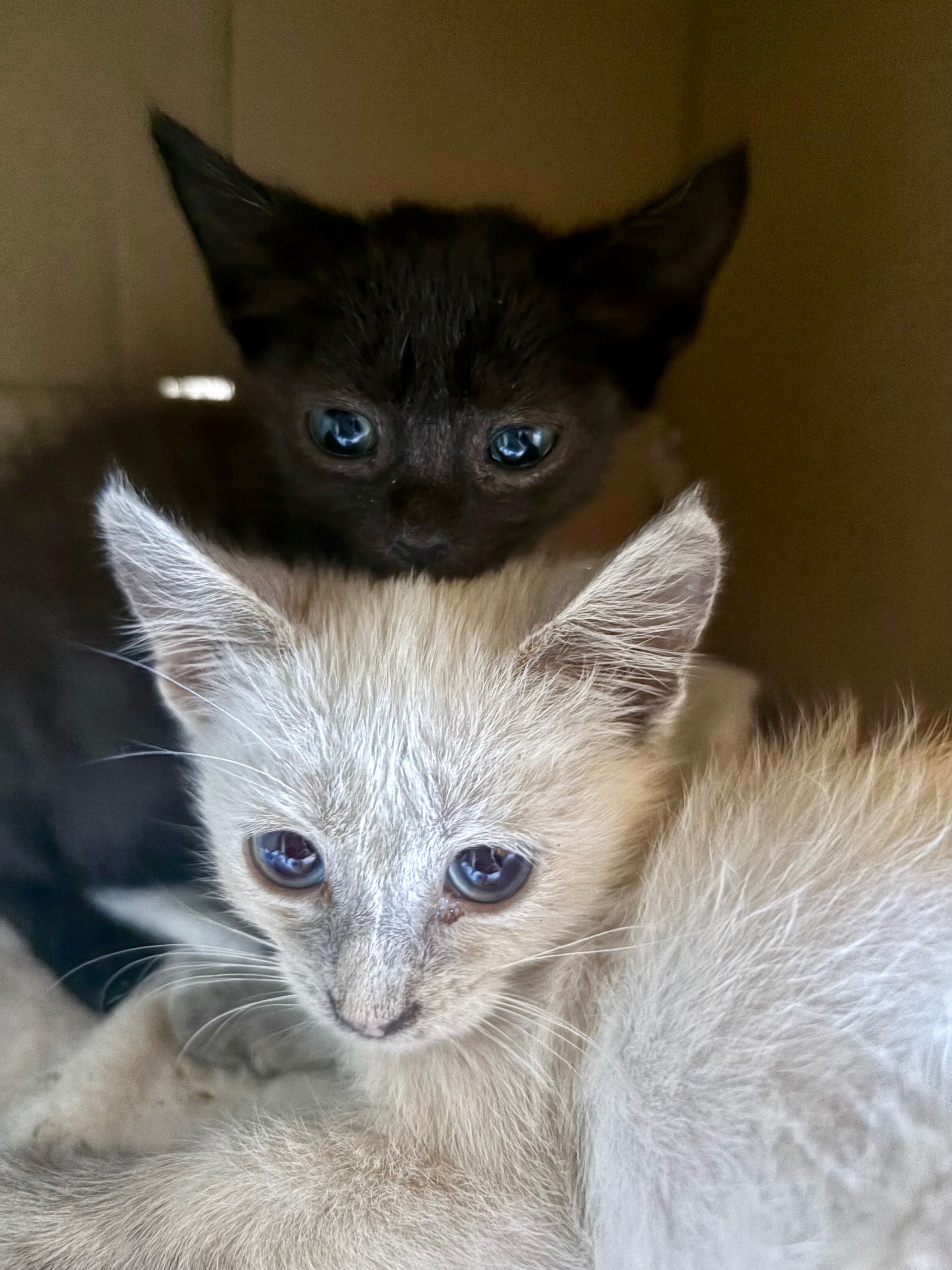 Support Vet Care for Rescued Kittens campaign photo, 2 of 4