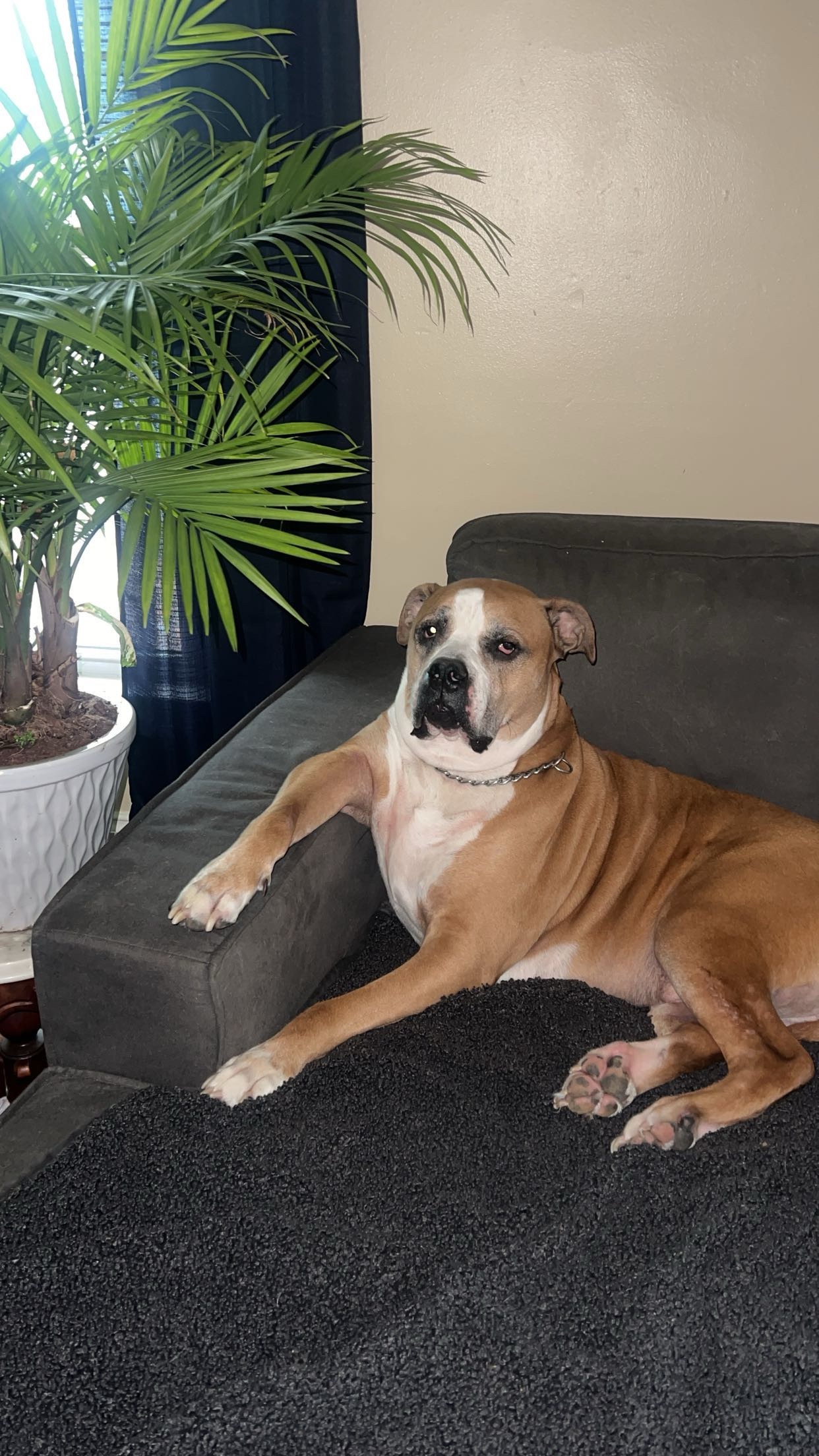 Please Help me save Lucci campaign photo, 4 of 8