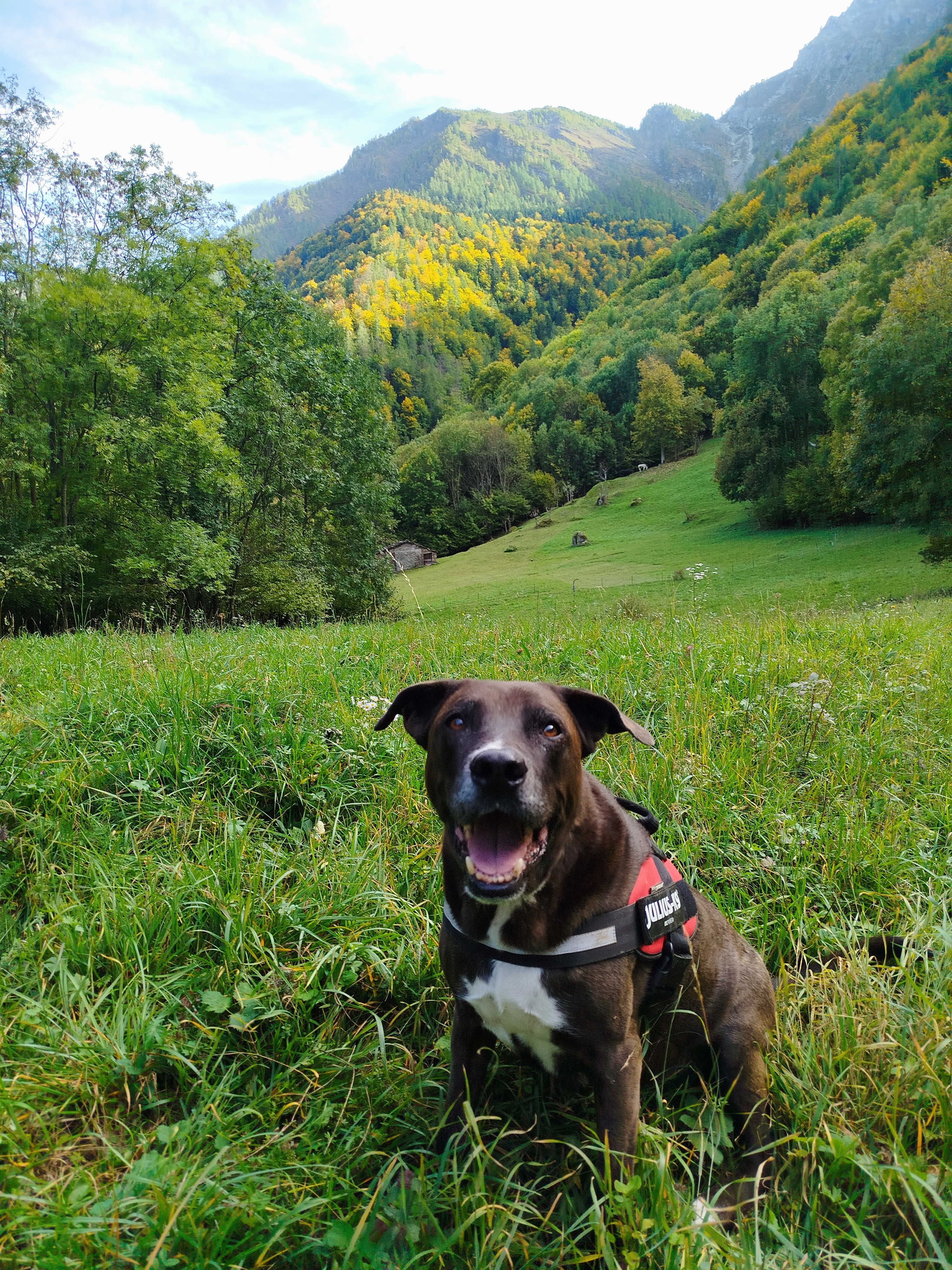 Cure osteosarcoma di Nicolaj campaign photo, 5 of 7