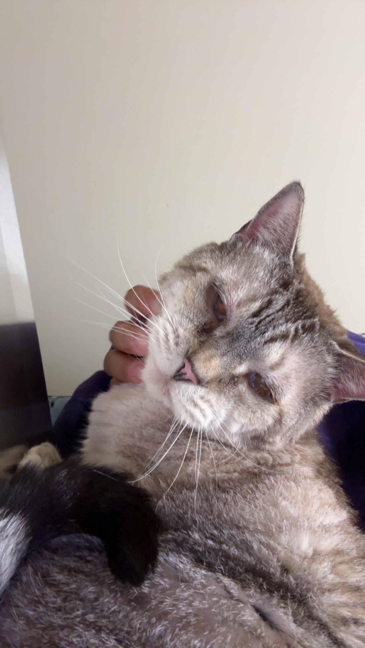 Help Stella Get the Vet Care She Deserves campaign photo, 4 of 5