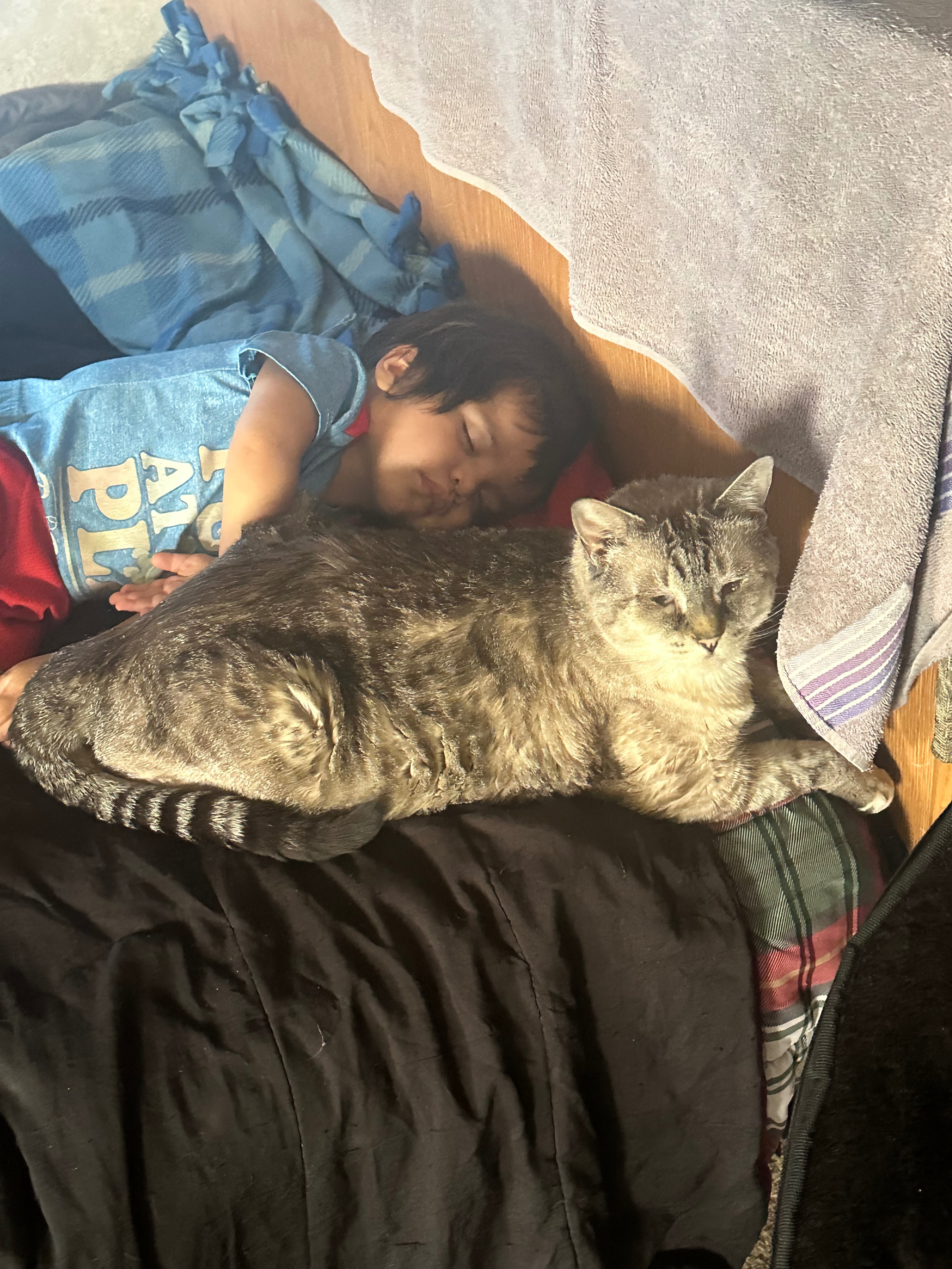 Help Stella Get the Vet Care She Deserves campaign photo, 2 of 5