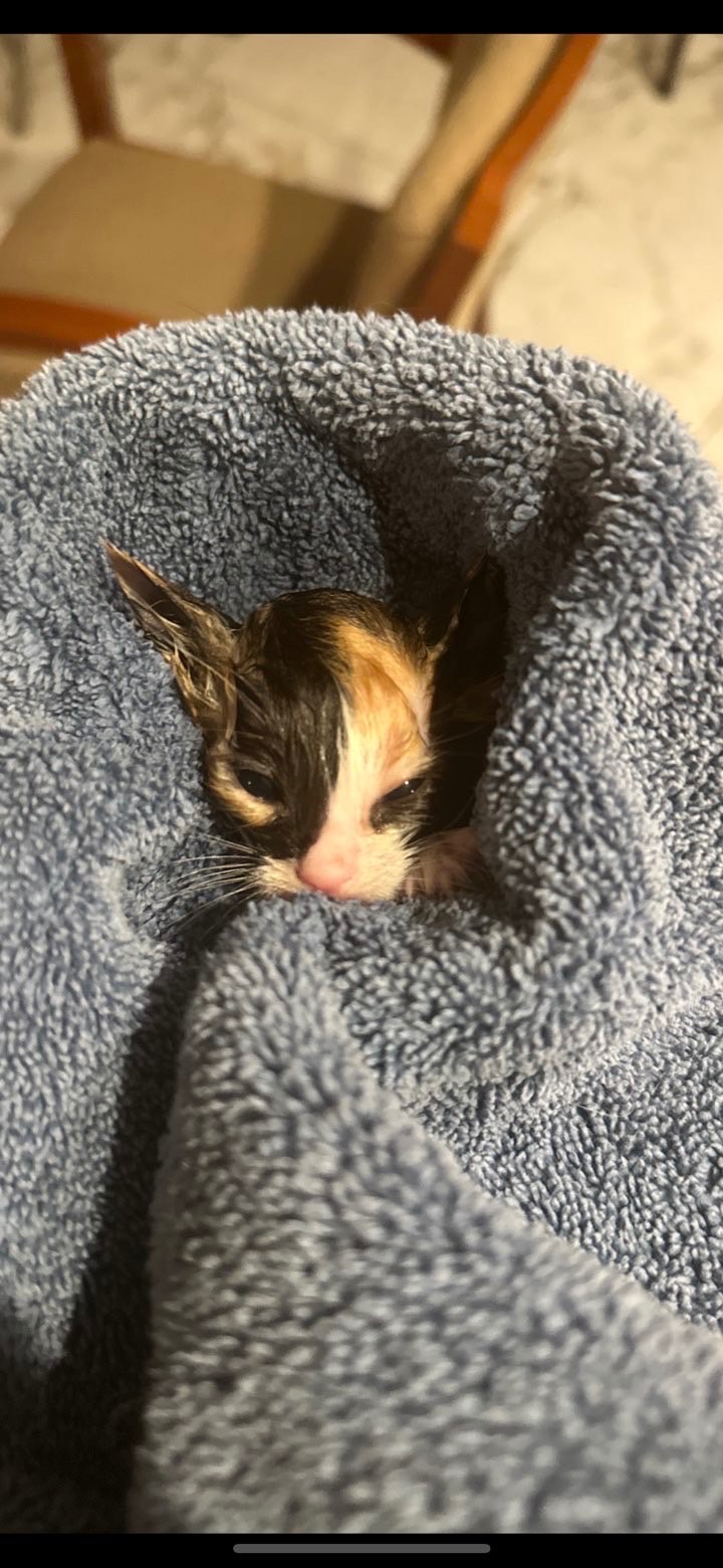 Donate for Moana’s (Olive’s) Healing Journey campaign photo, 7 of 8