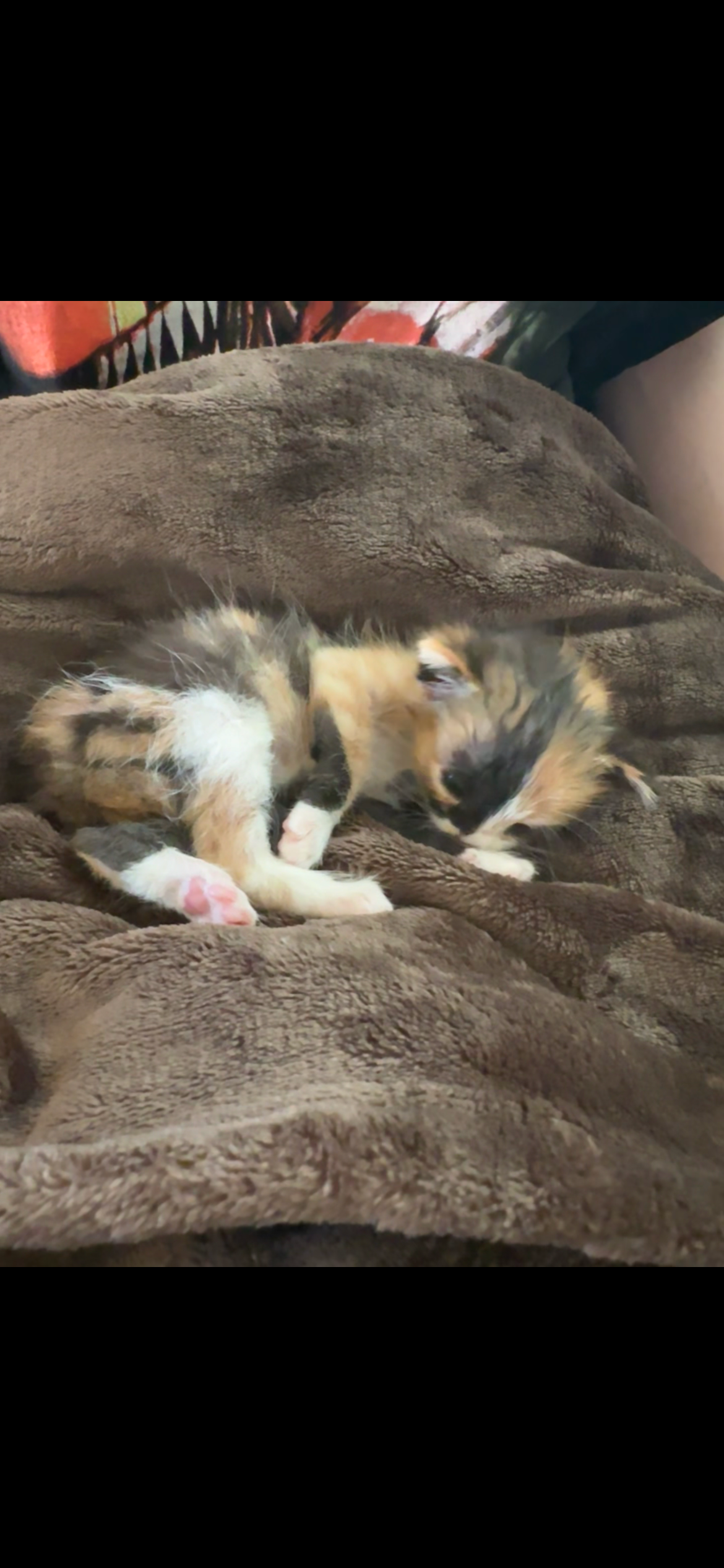 Donate for Moana’s (Olive’s) Healing Journey campaign photo, 4 of 8