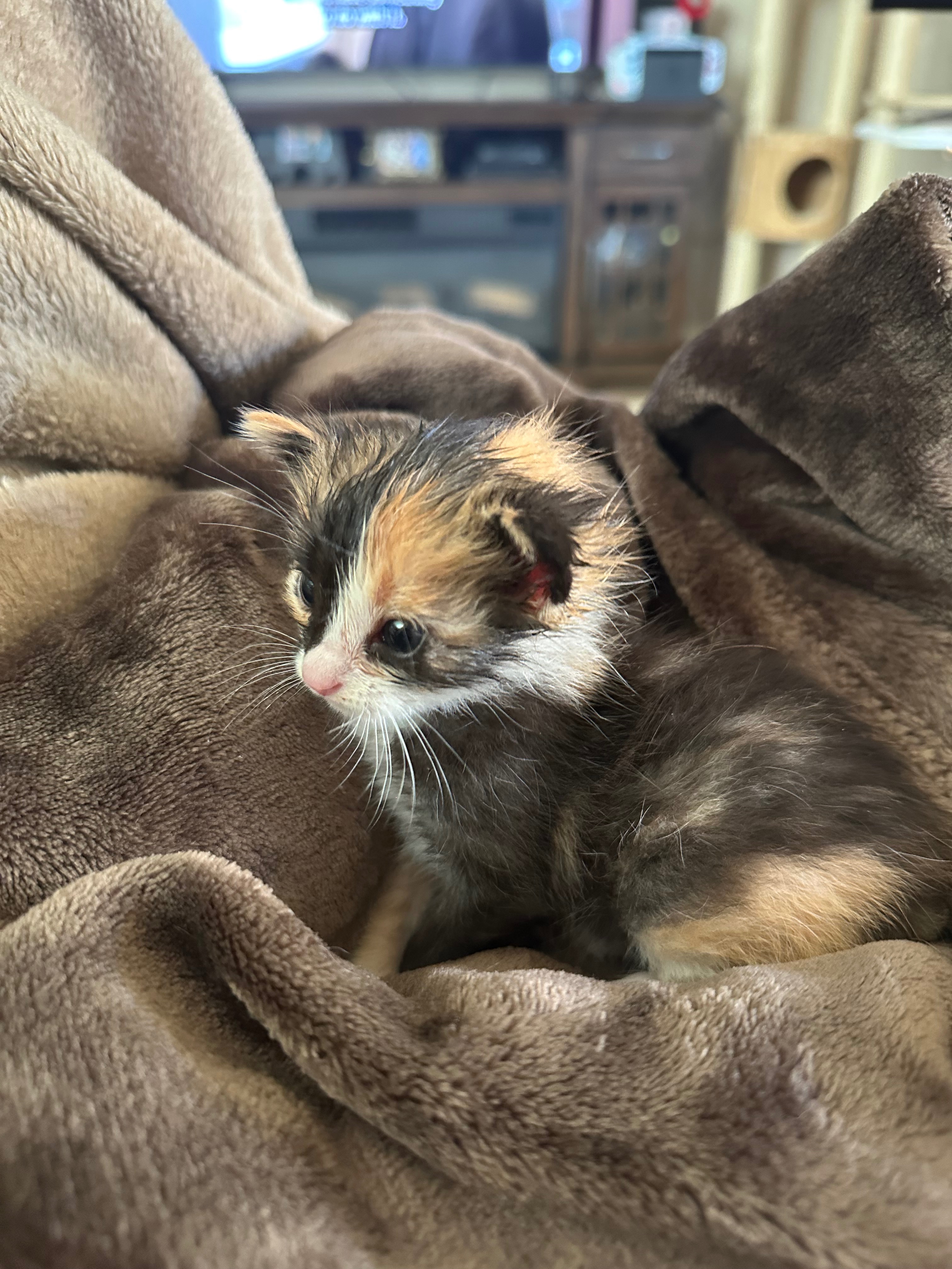 Donate for Moana’s (Olive’s) Healing Journey campaign photo, 5 of 8