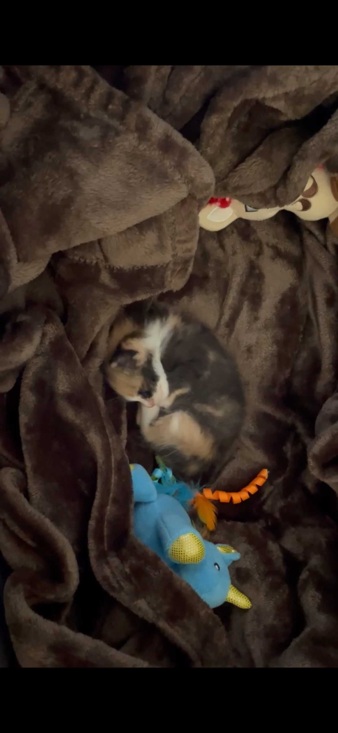 Donate for Moana’s (Olive’s) Healing Journey campaign photo, 6 of 8