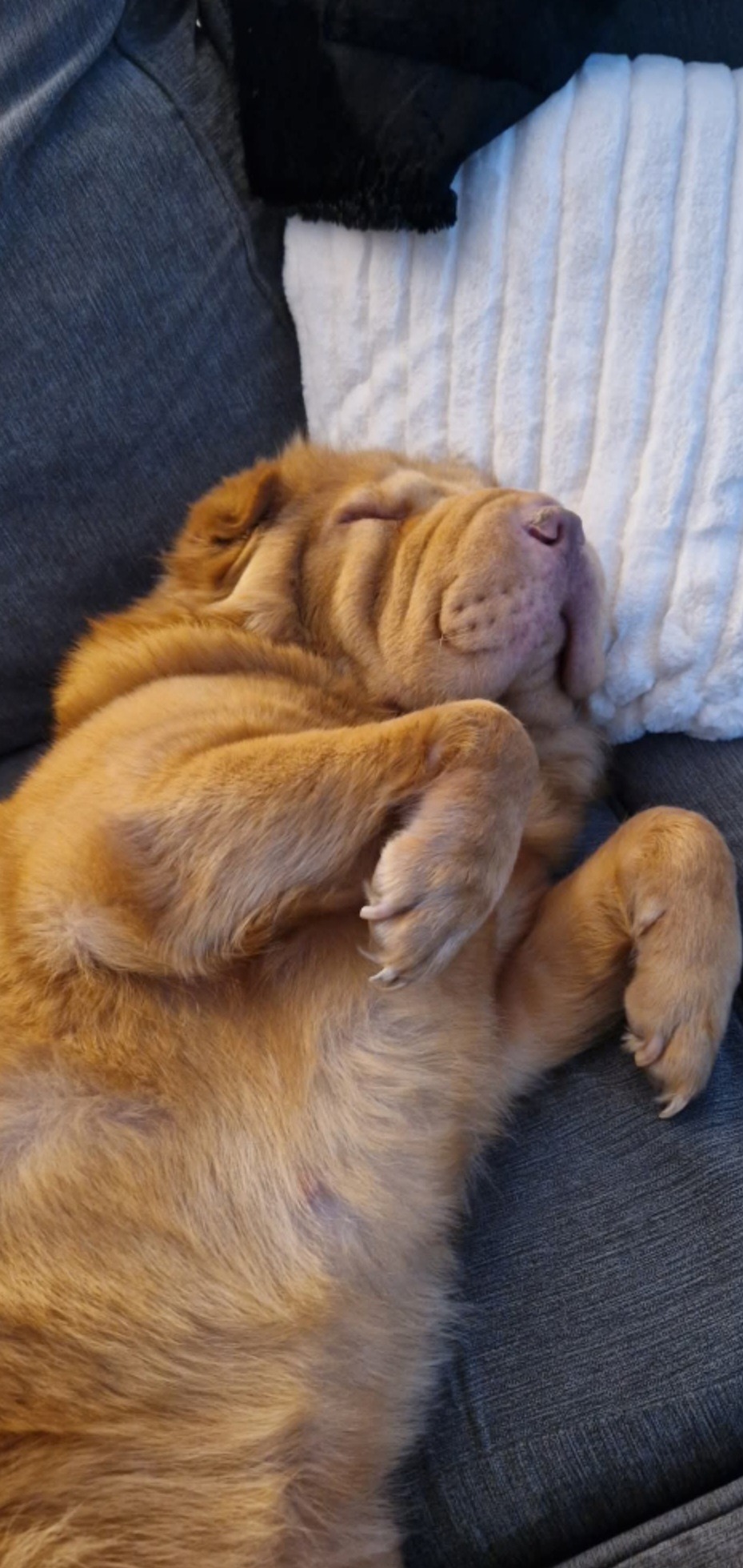 My poorly pooch Lola campaign photo, 4 of 8