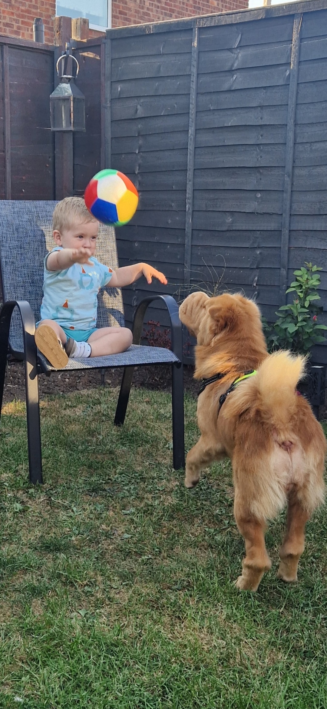 My poorly pooch Lola campaign photo, 5 of 8