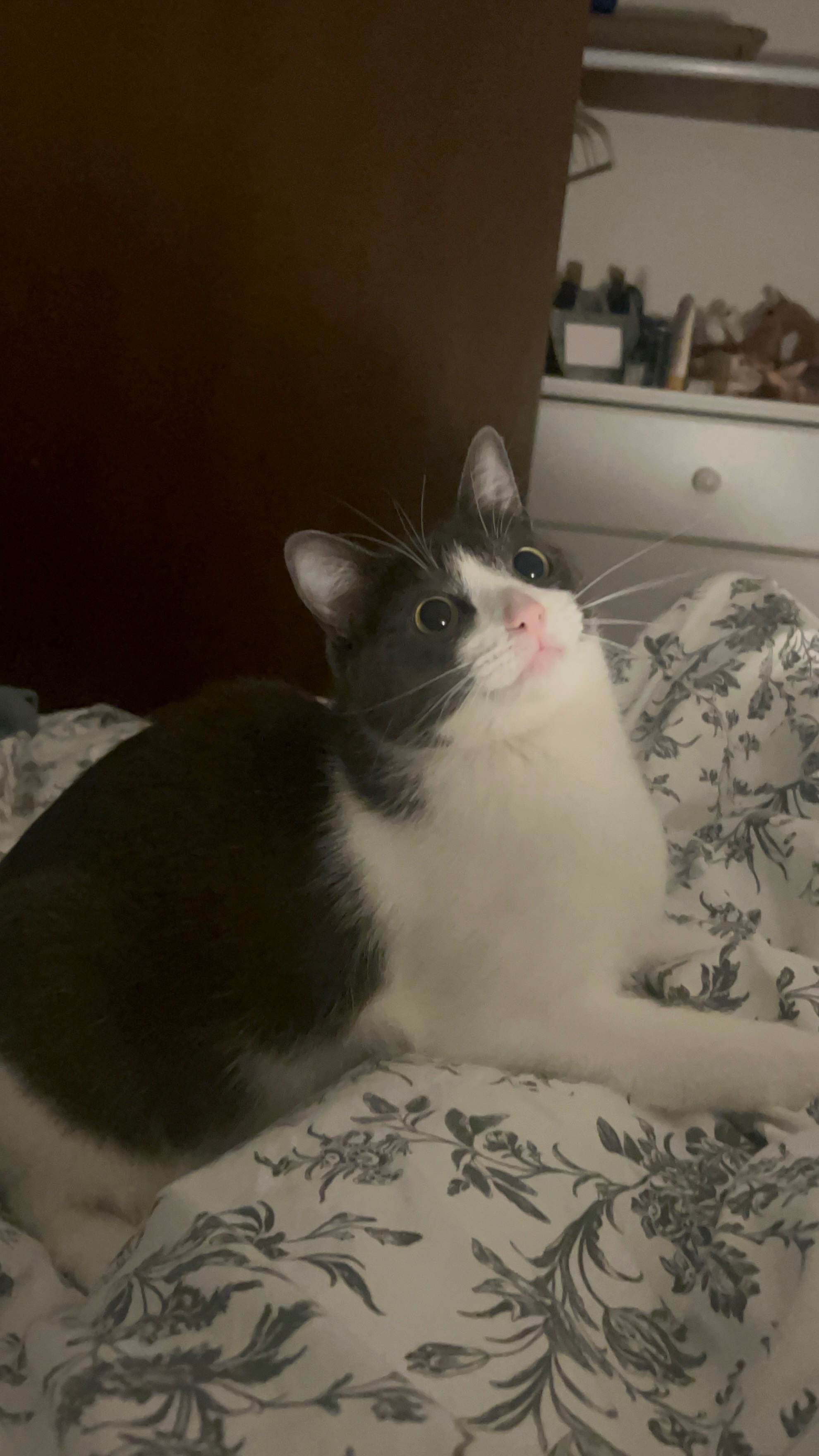Donate to Bingus' Urgent Medical Care campaign photo, 2 of 8