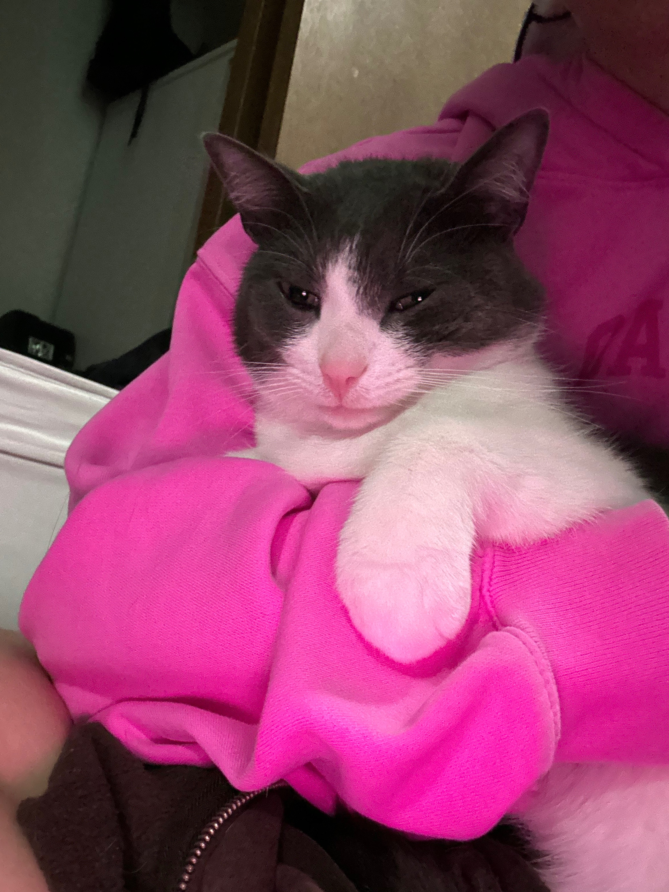 Donate to Bingus' Urgent Medical Care campaign photo, 4 of 8