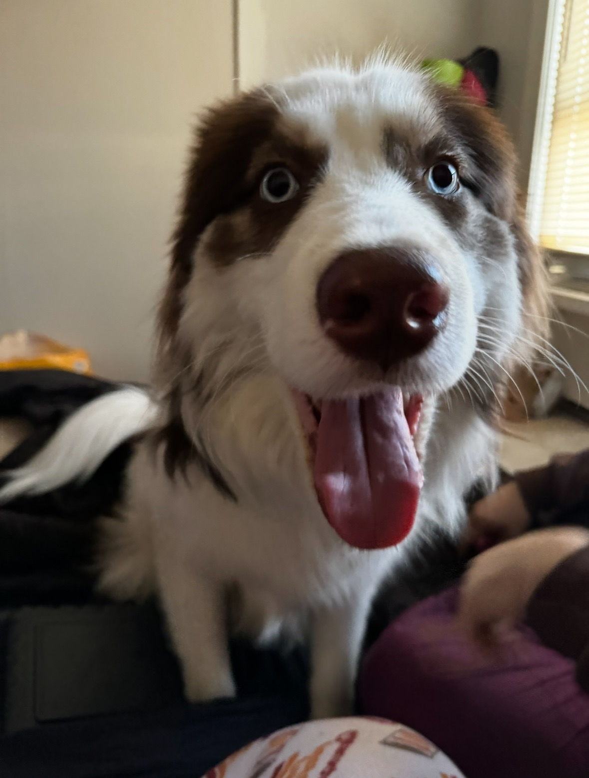 Support Neptune's Life-Saving Surgery campaign photo, 5 of 6