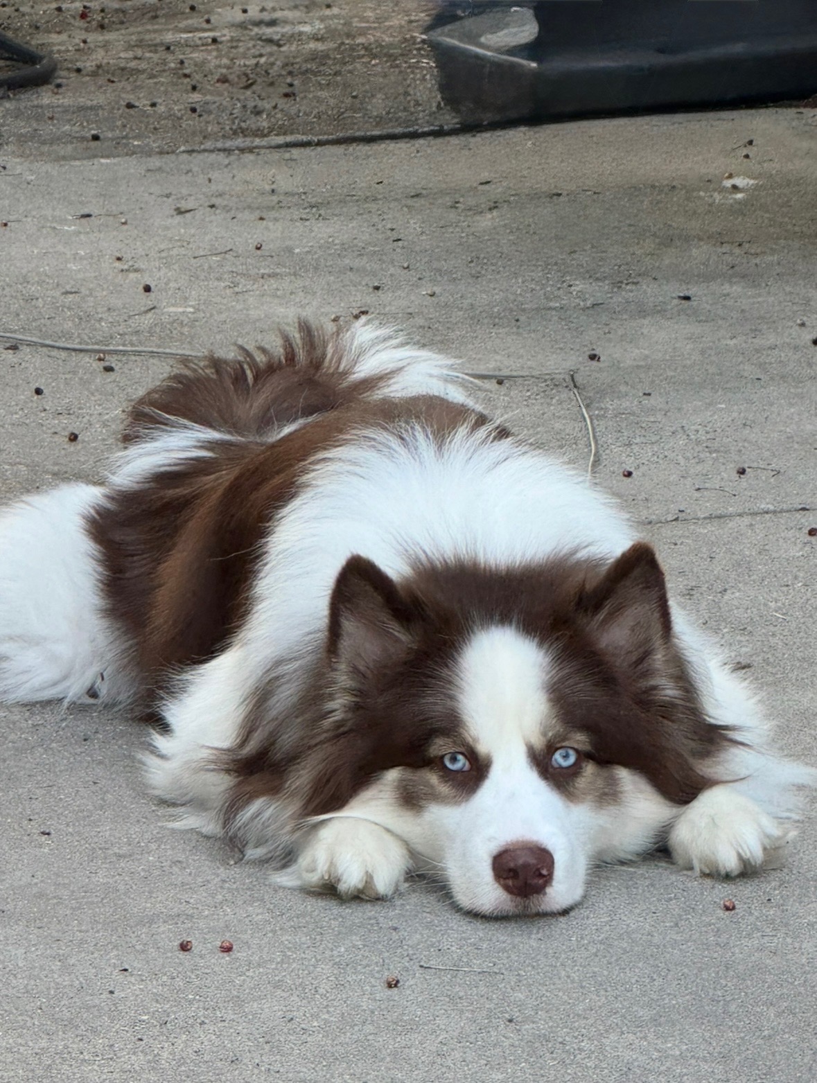 Support Neptune's Life-Saving Surgery campaign photo, 2 of 6