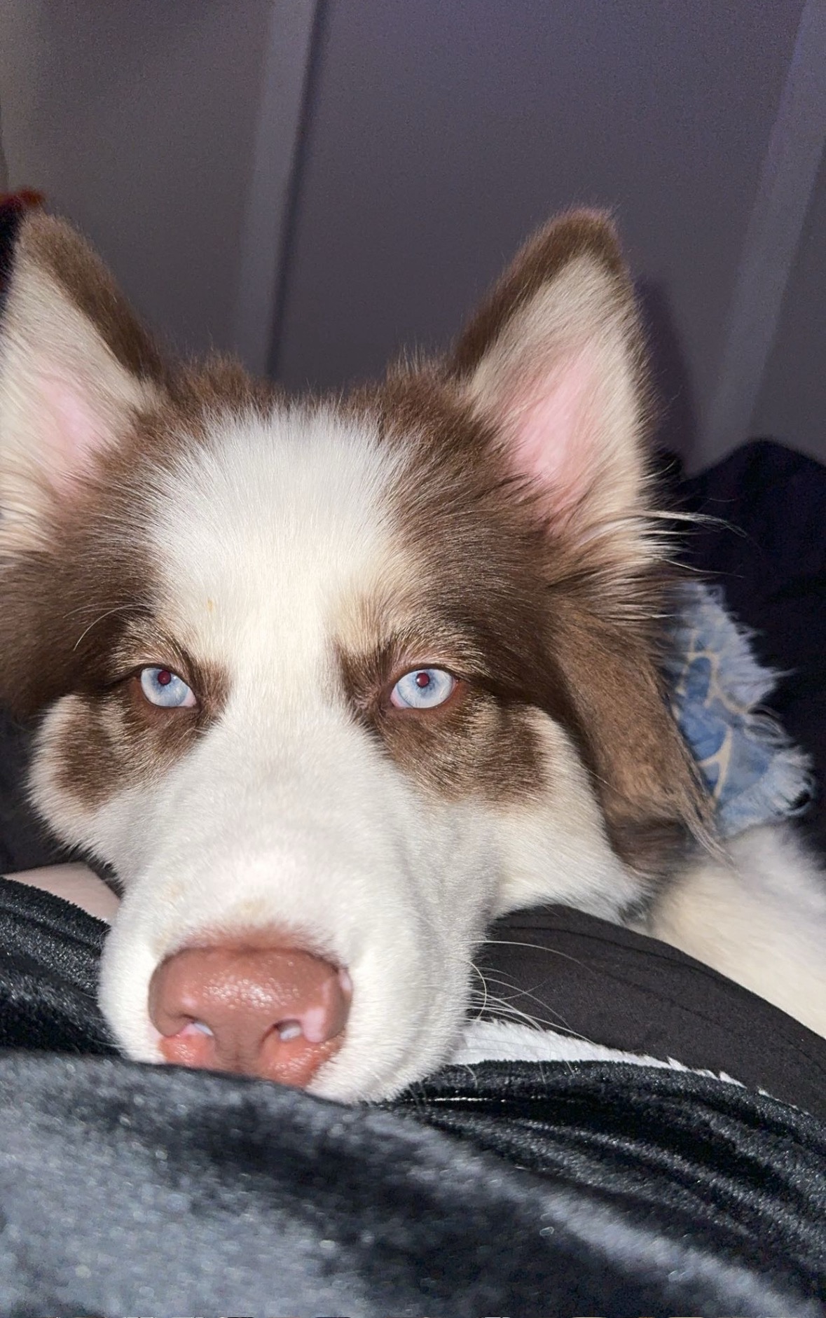 Support Neptune's Life-Saving Surgery campaign photo, 4 of 6