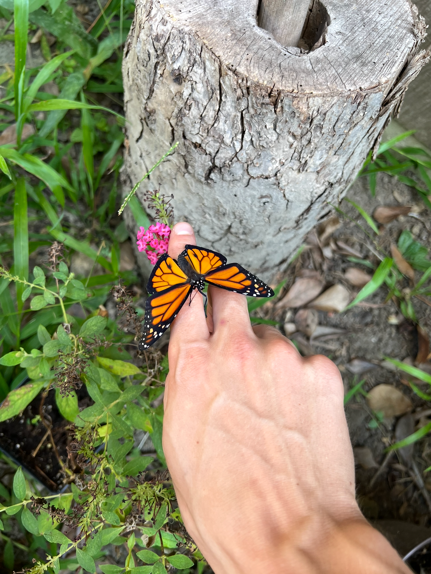 Help Us Bring Butterfly Expert's Treasured Tapestry Home campaign photo, 5 of 8