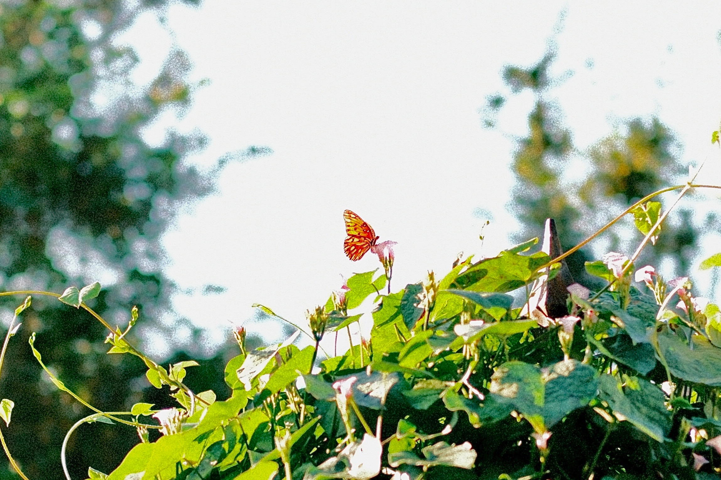 Help Us Bring Butterfly Expert's Treasured Tapestry Home campaign photo, 6 of 8
