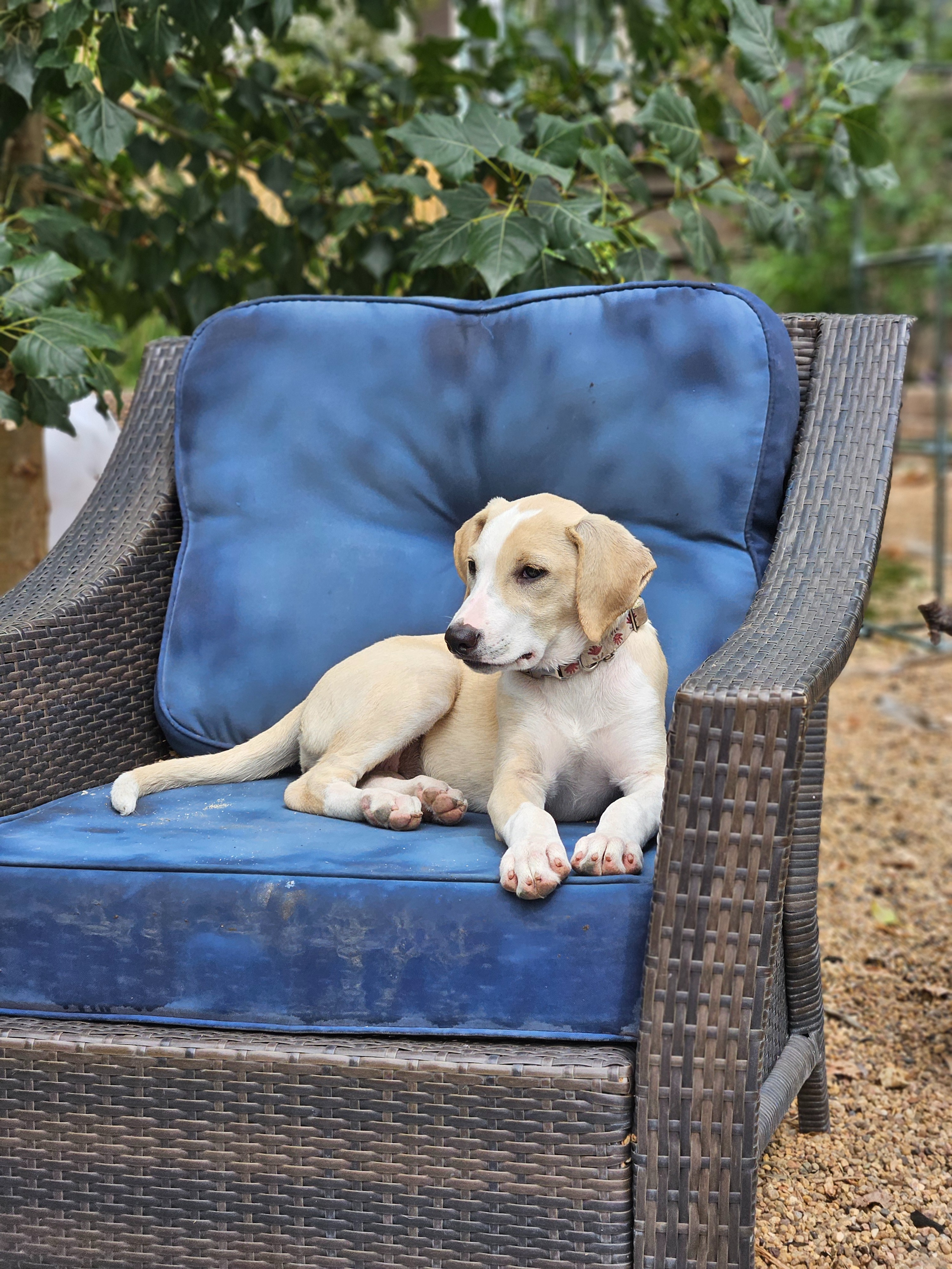 Our Community, Our Grace, and Her Service Dog Journey campaign photo, 4 of 7