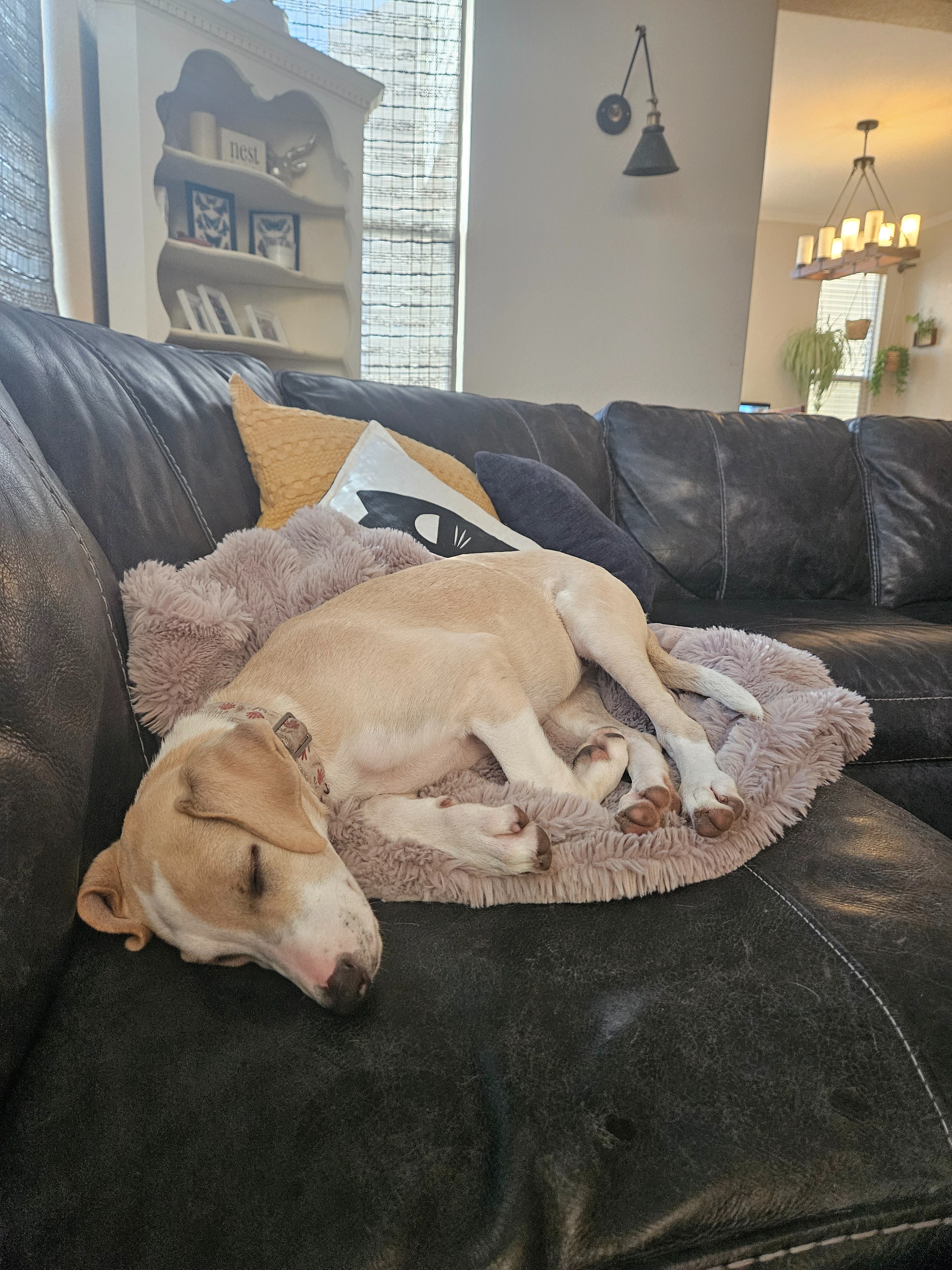 Our Community, Our Grace, and Her Service Dog Journey campaign photo, 5 of 7