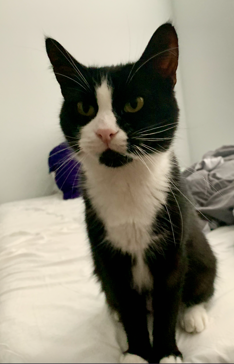 Zelda's Surgery campaign photo, 2 of 4