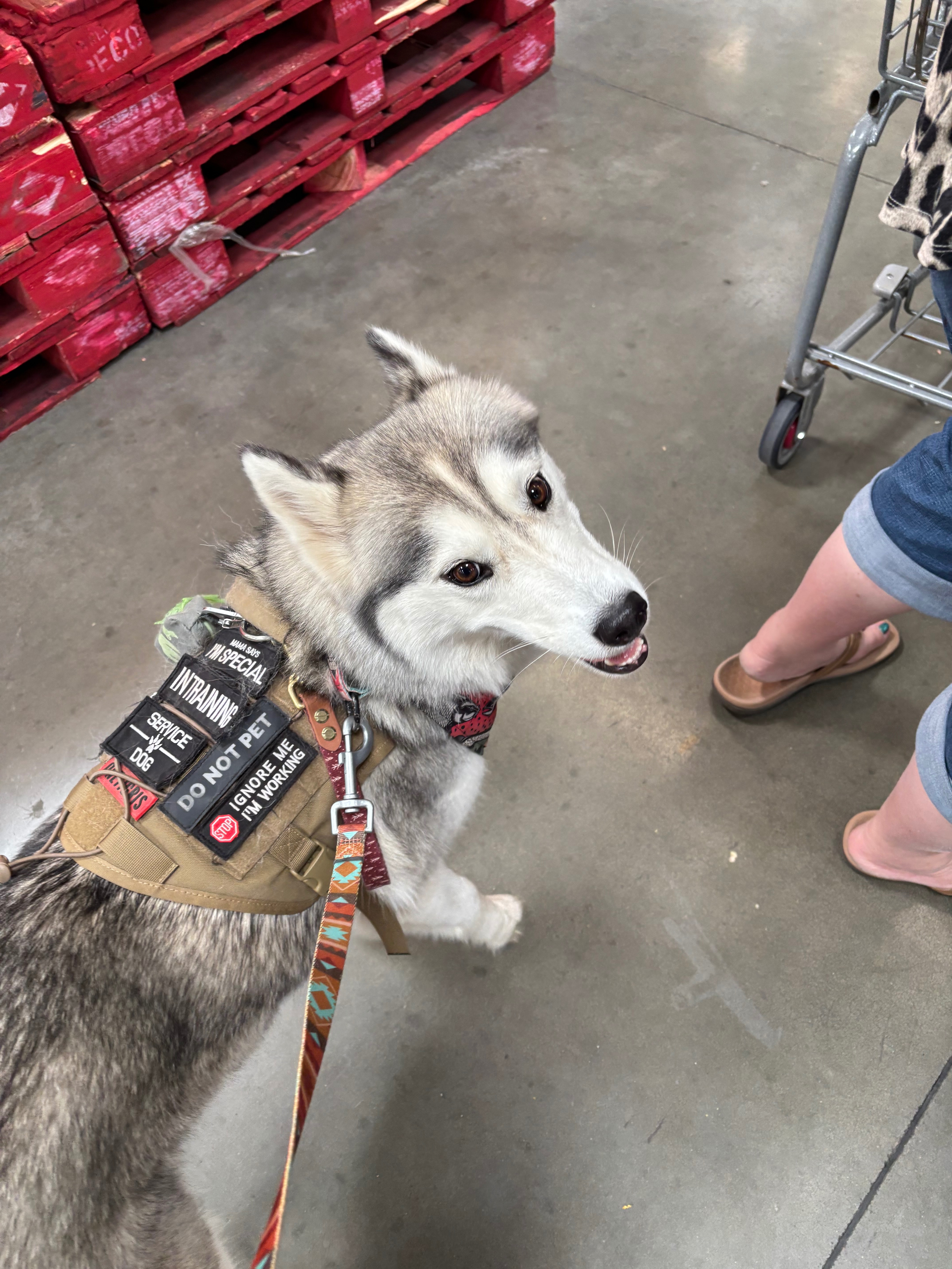 Aeryn’s Service Dog Fund campaign photo, 4 of 5
