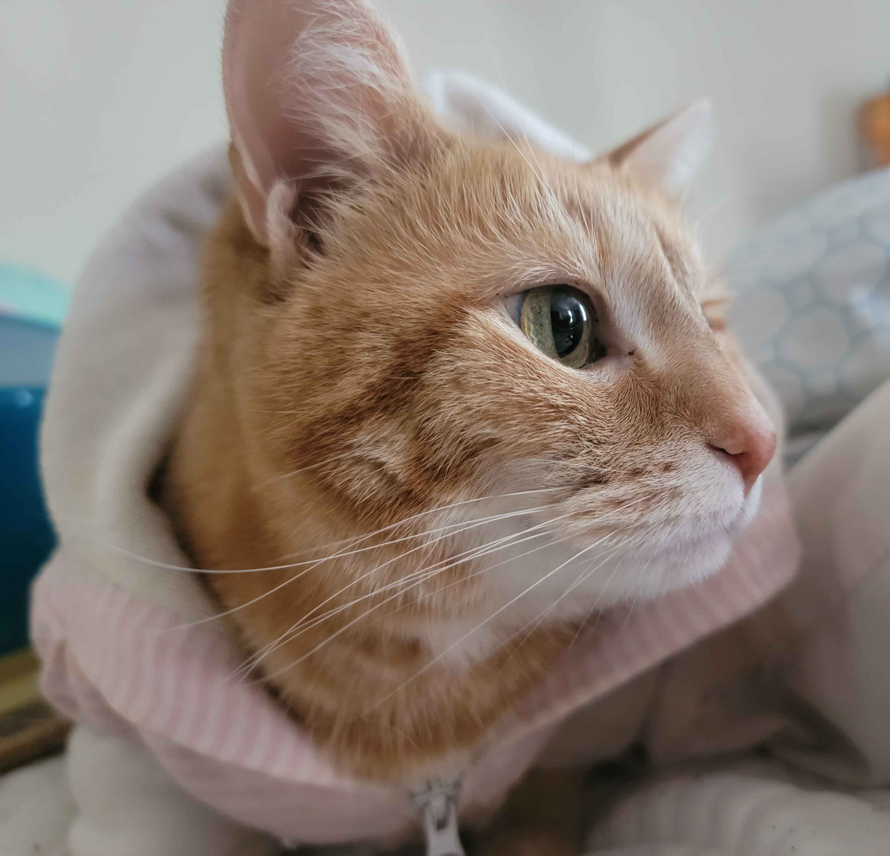 Donate to help Goose get her Mastectomy - Possible Chemo. campaign photo, 4 of 8