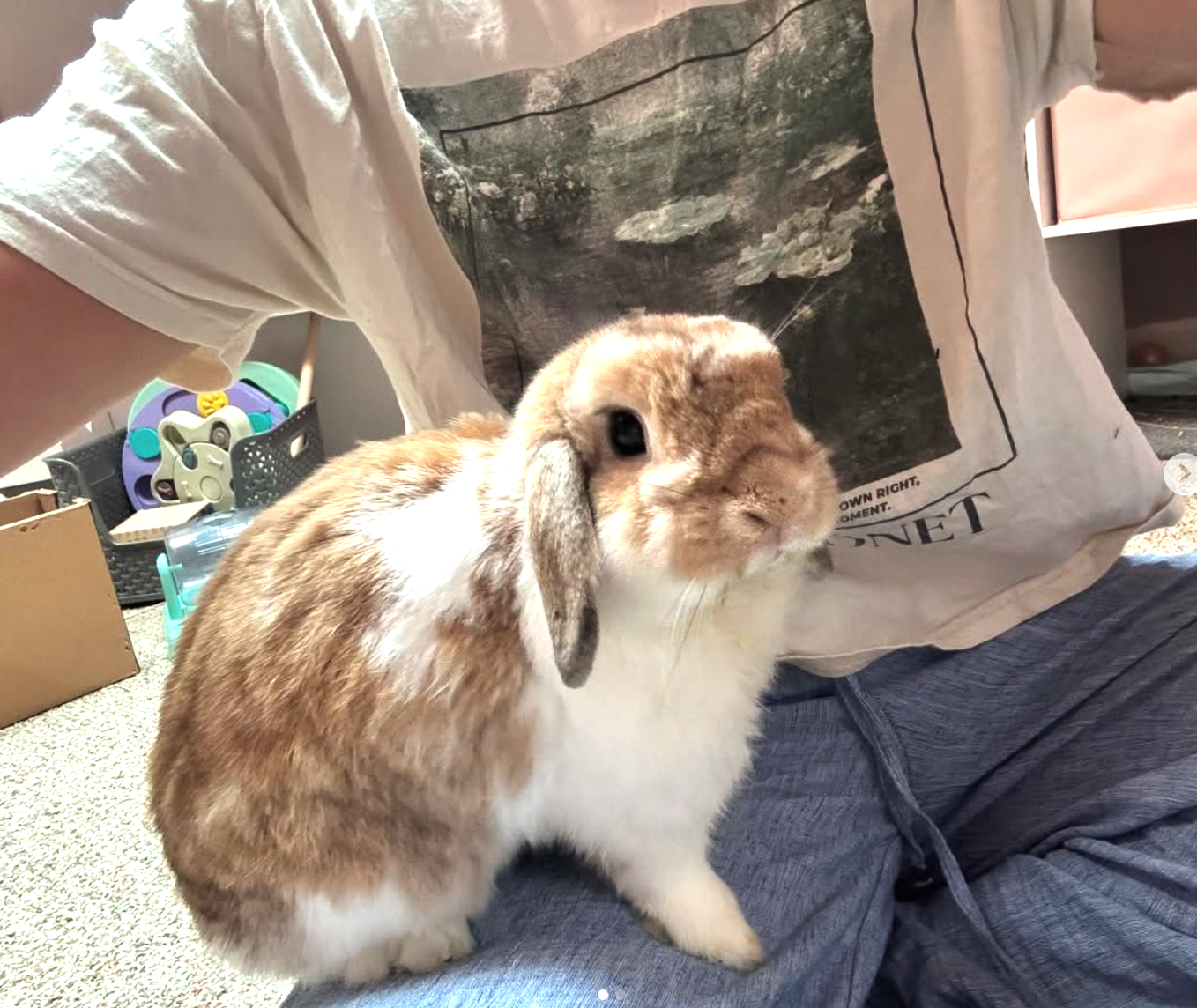 Support Ravioli's Eye Surgery Journey campaign photo, 2 of 8