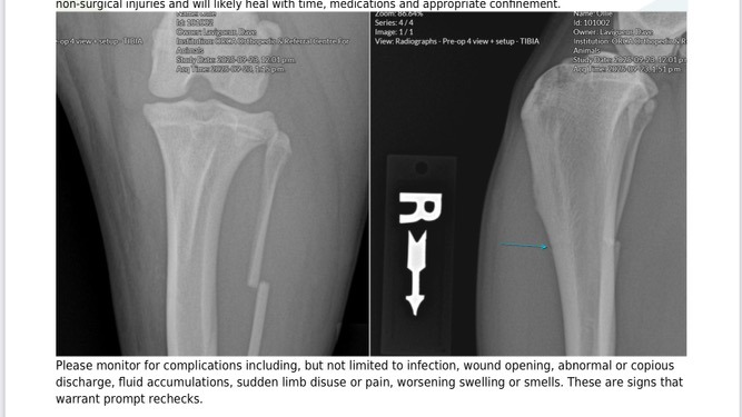 Help Dave & Ollie Recover from Vicious Dog Attack & Medical campaign photo, 7 of 8
