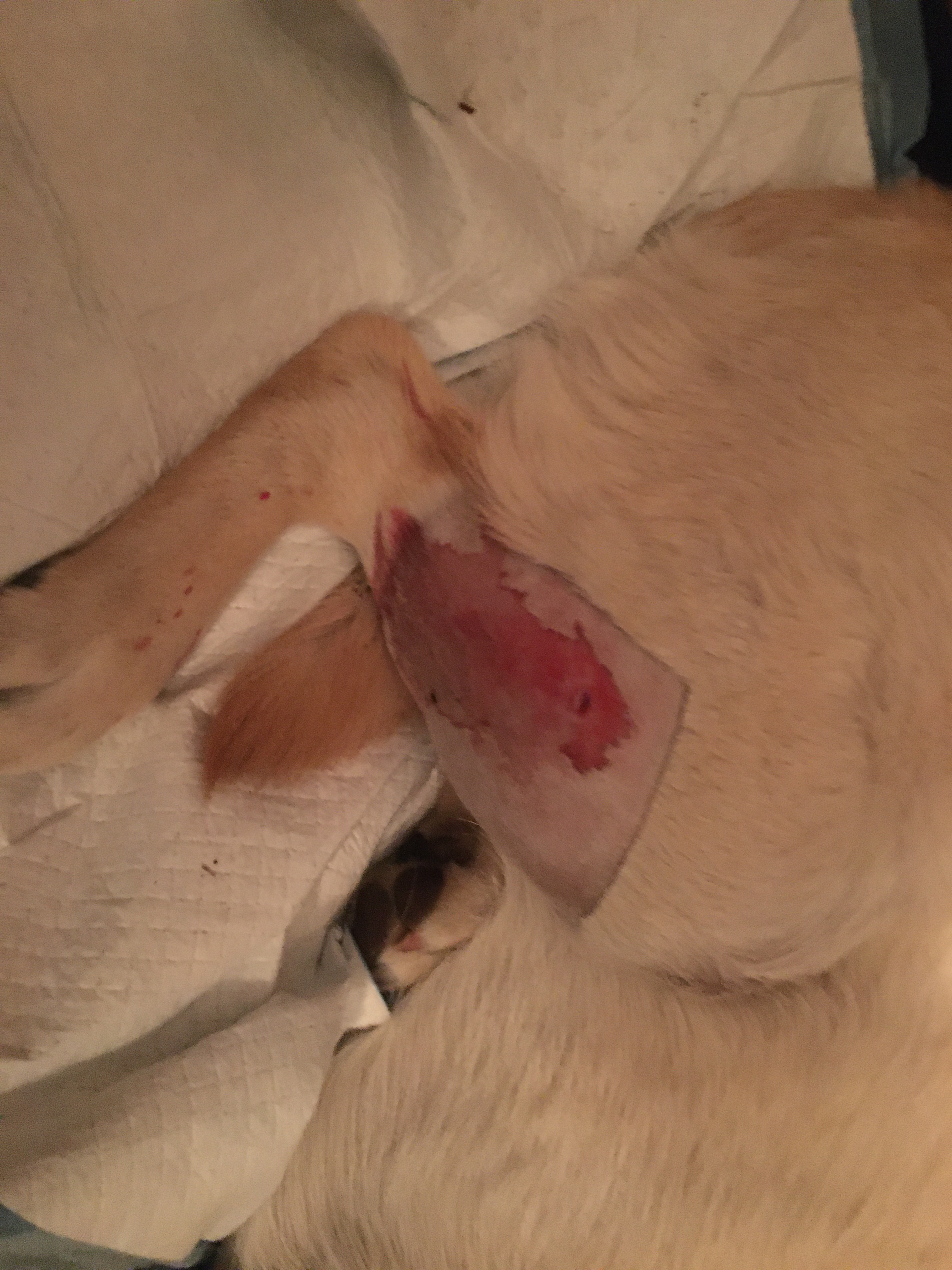 Help Dave & Ollie Recover from Vicious Dog Attack & Medical campaign photo, 4 of 8