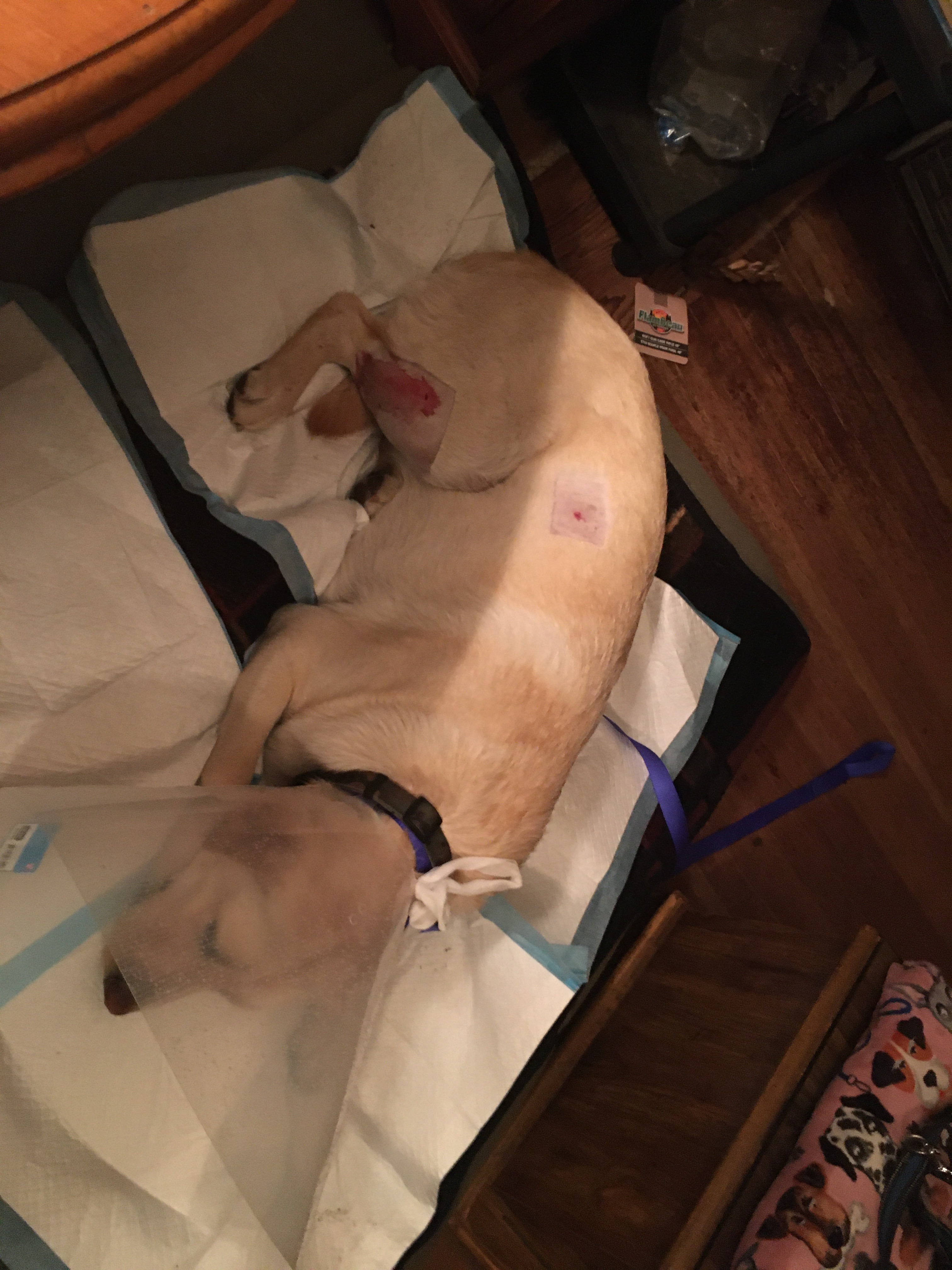 Help Dave & Ollie Recover from Vicious Dog Attack & Medical campaign photo, 5 of 8