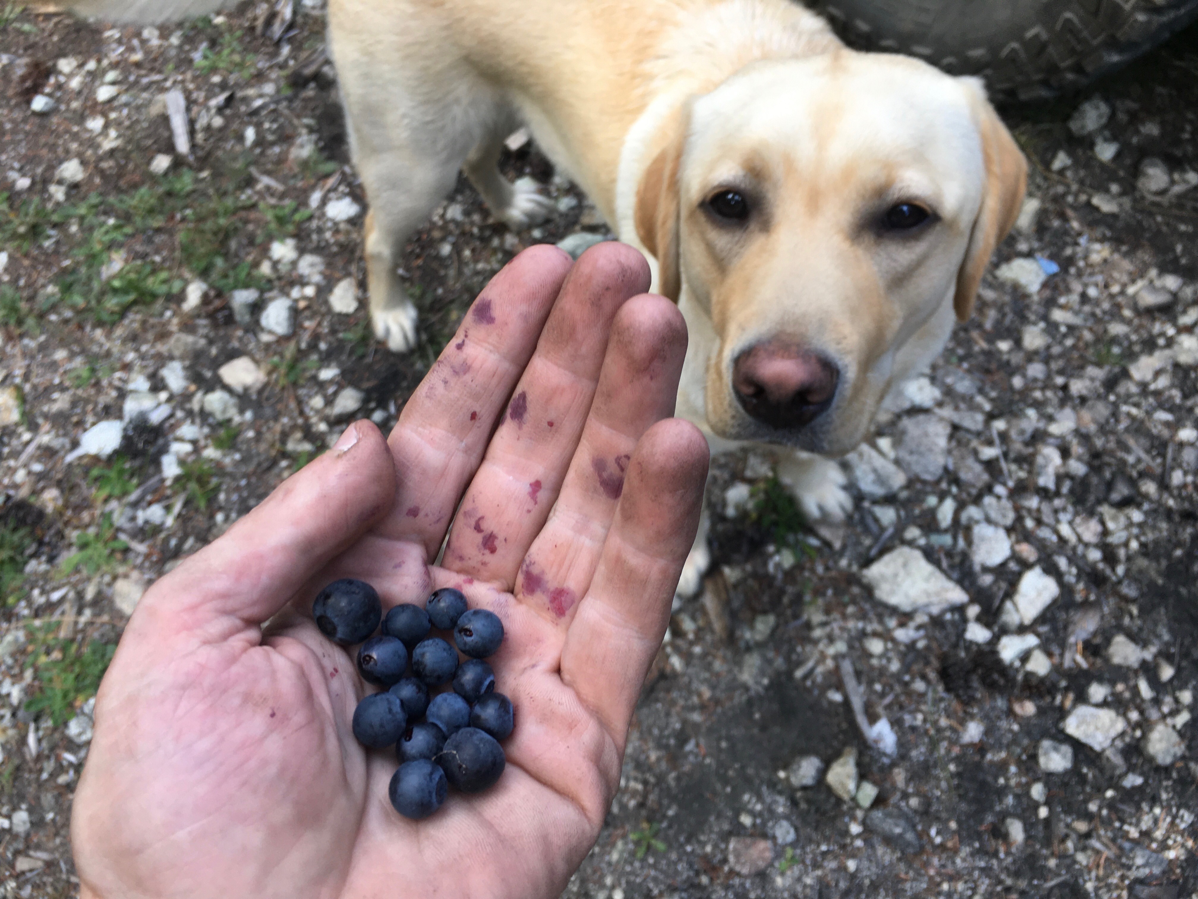 Help Dave & Ollie Recover from Vicious Dog Attack & Medical campaign photo, 6 of 8
