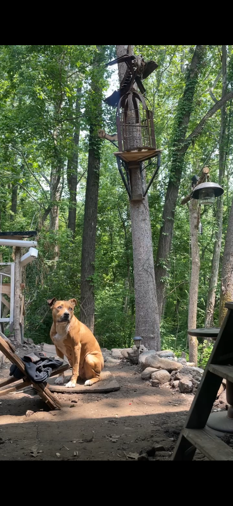 Support Nala's Urgent Tumor Removal campaign photo, 5 of 6