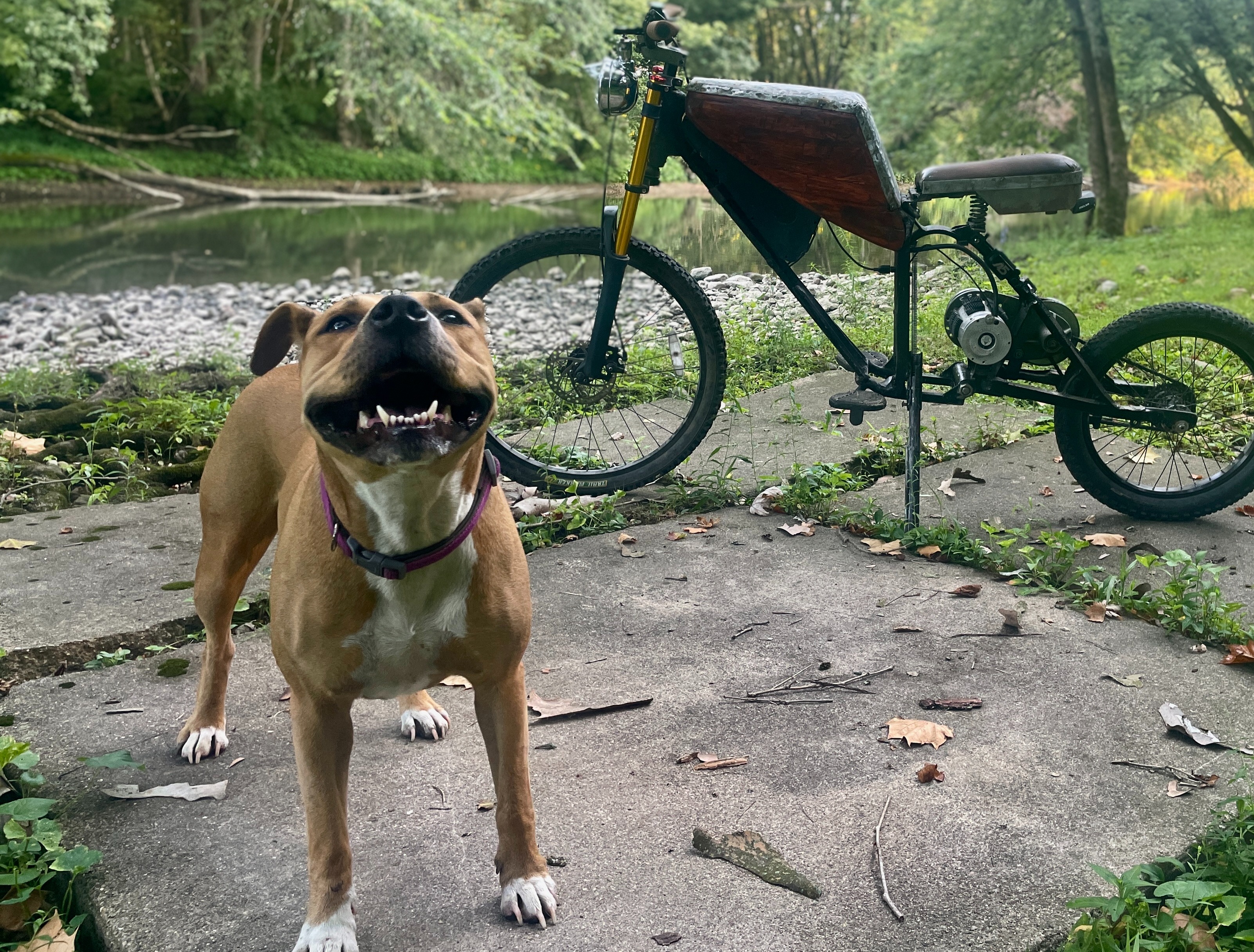 Support Nala's Urgent Tumor Removal campaign photo, 2 of 6