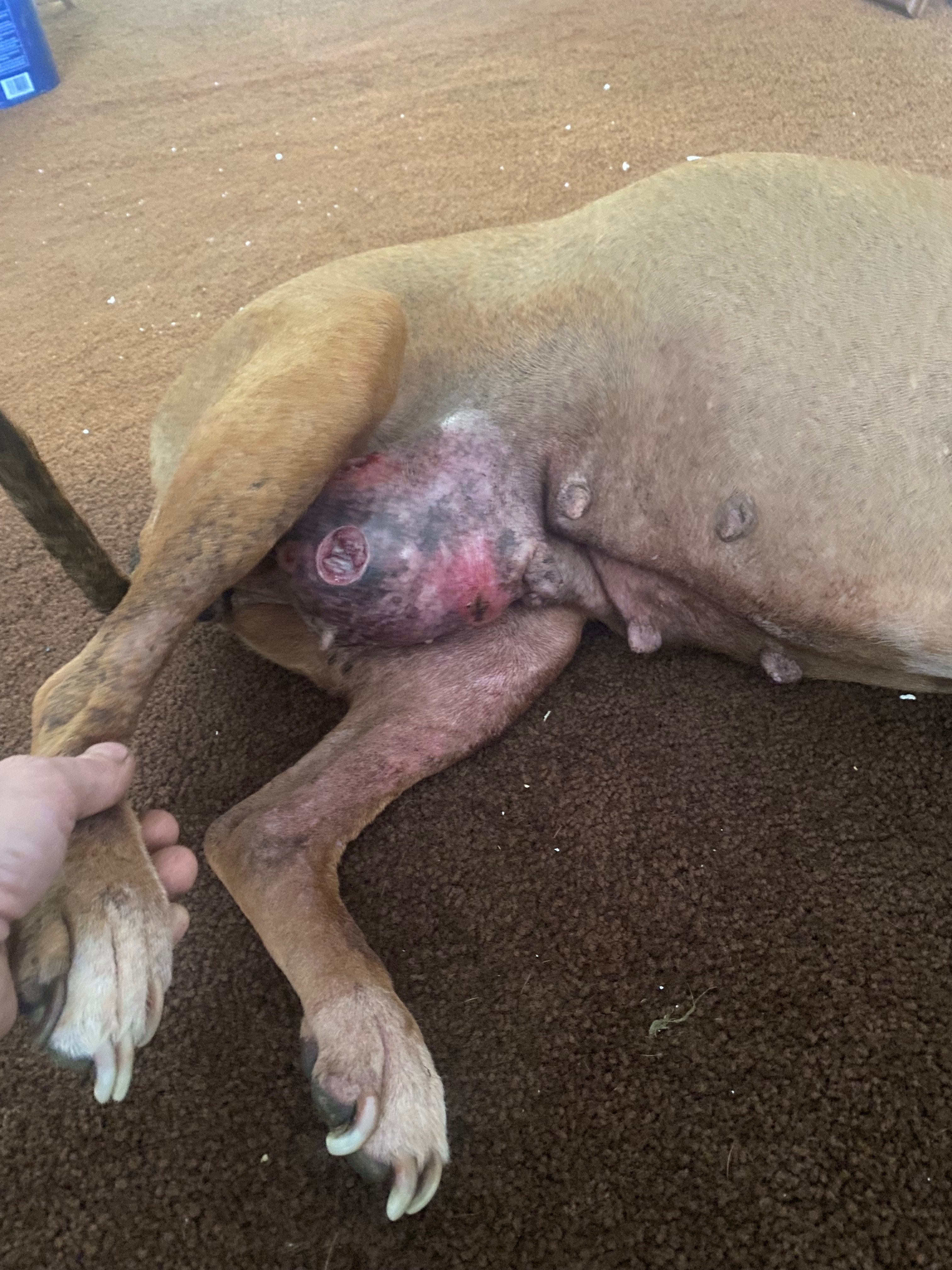 Support Nala's Urgent Tumor Removal campaign photo, 4 of 6