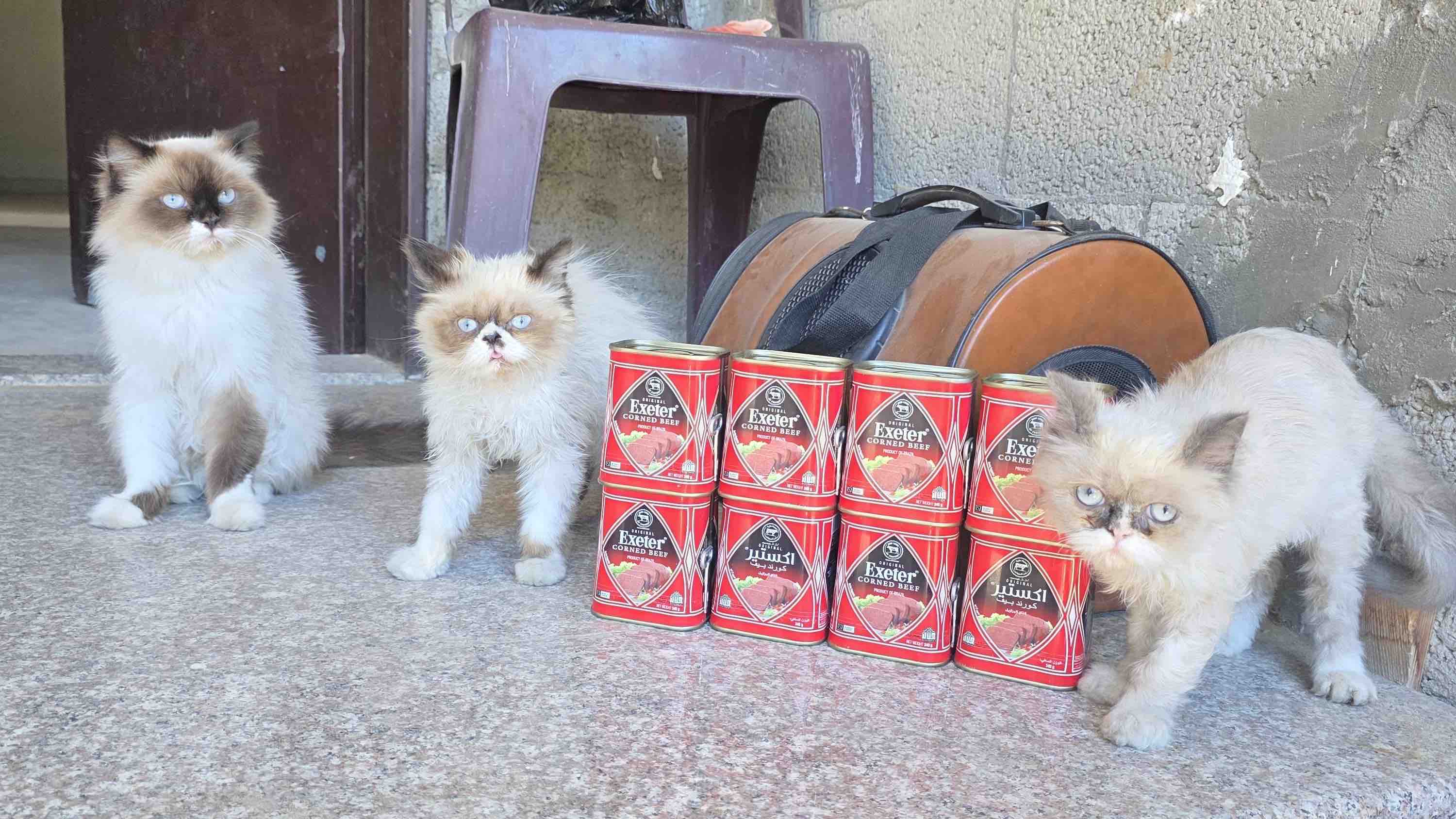 Help Ahmed Provide Food and Care for Gaza's Animals photo