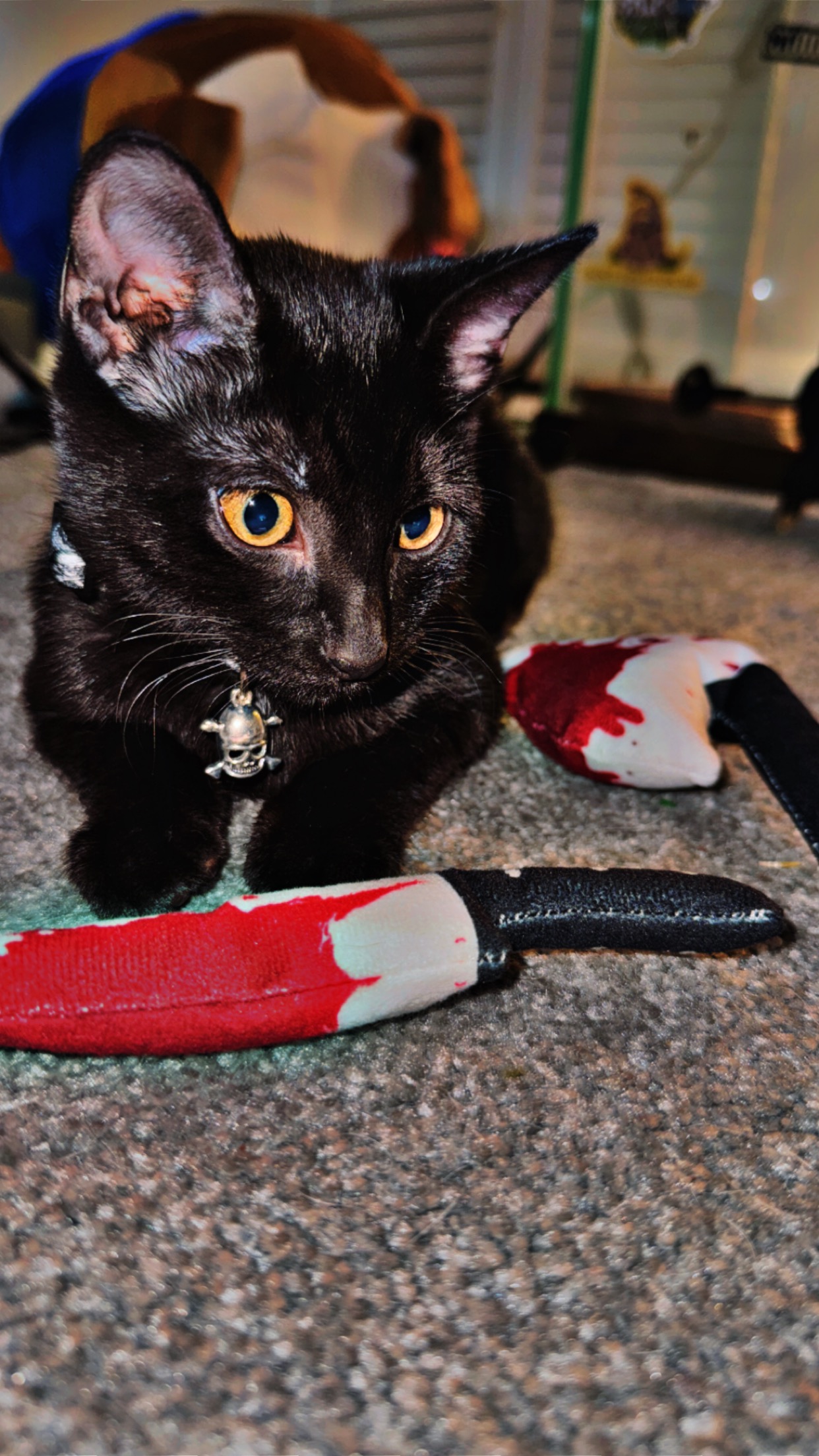 Help MachineGun Kitty Fight FIP campaign photo, 7 of 8