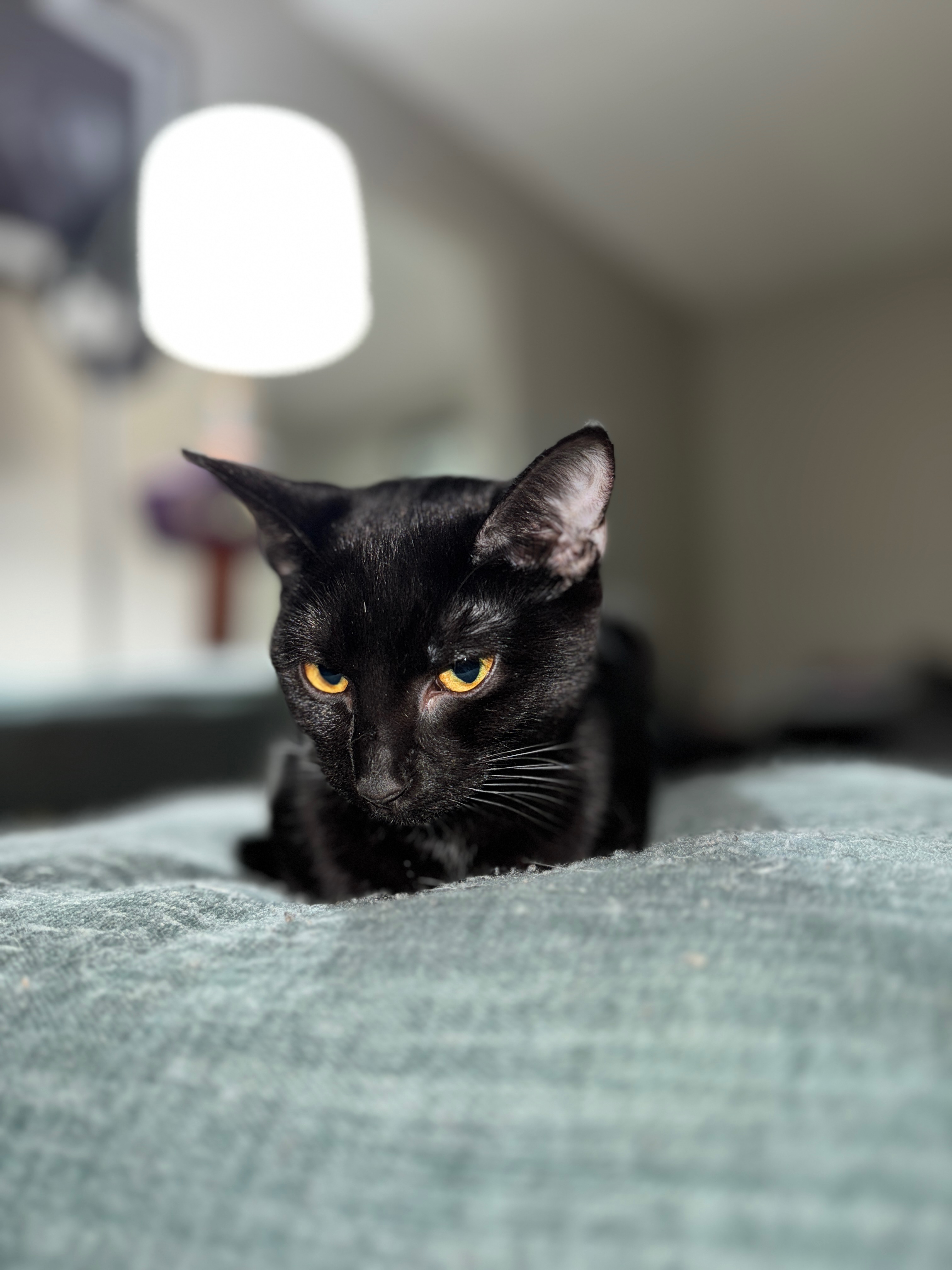 Help MachineGun Kitty Fight FIP campaign photo, 2 of 8
