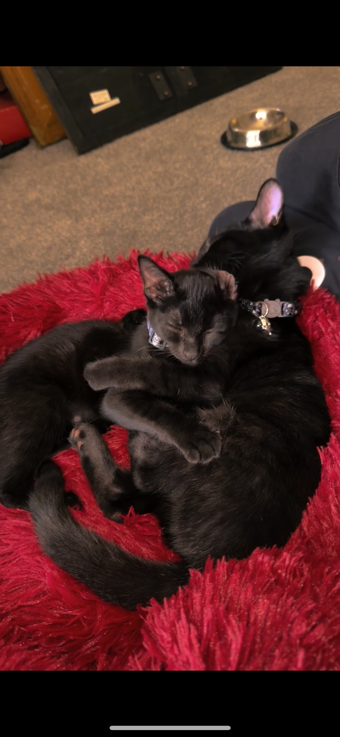 Help MachineGun Kitty Fight FIP campaign photo, 6 of 8