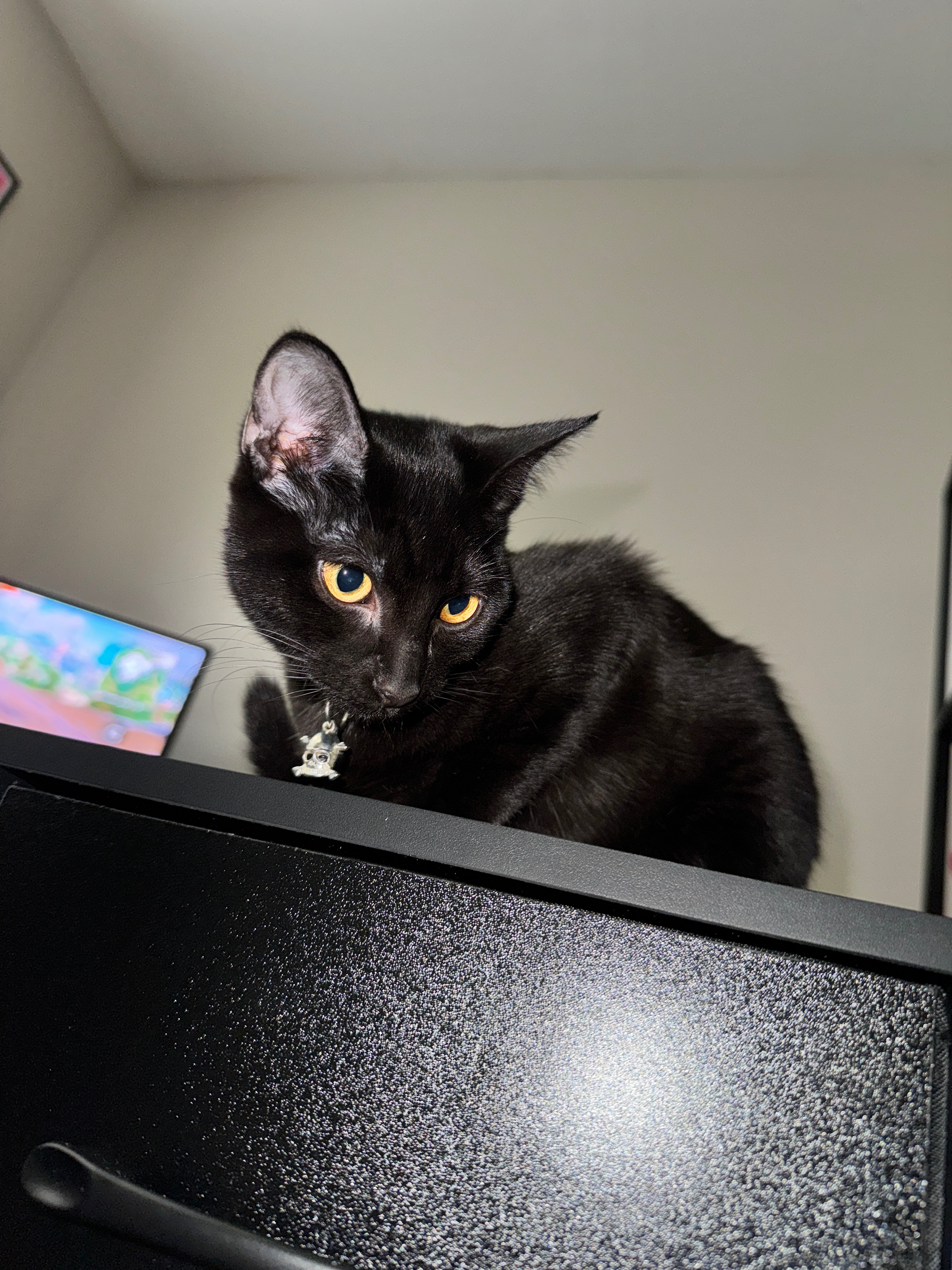 Help MachineGun Kitty Fight FIP campaign photo, 5 of 8