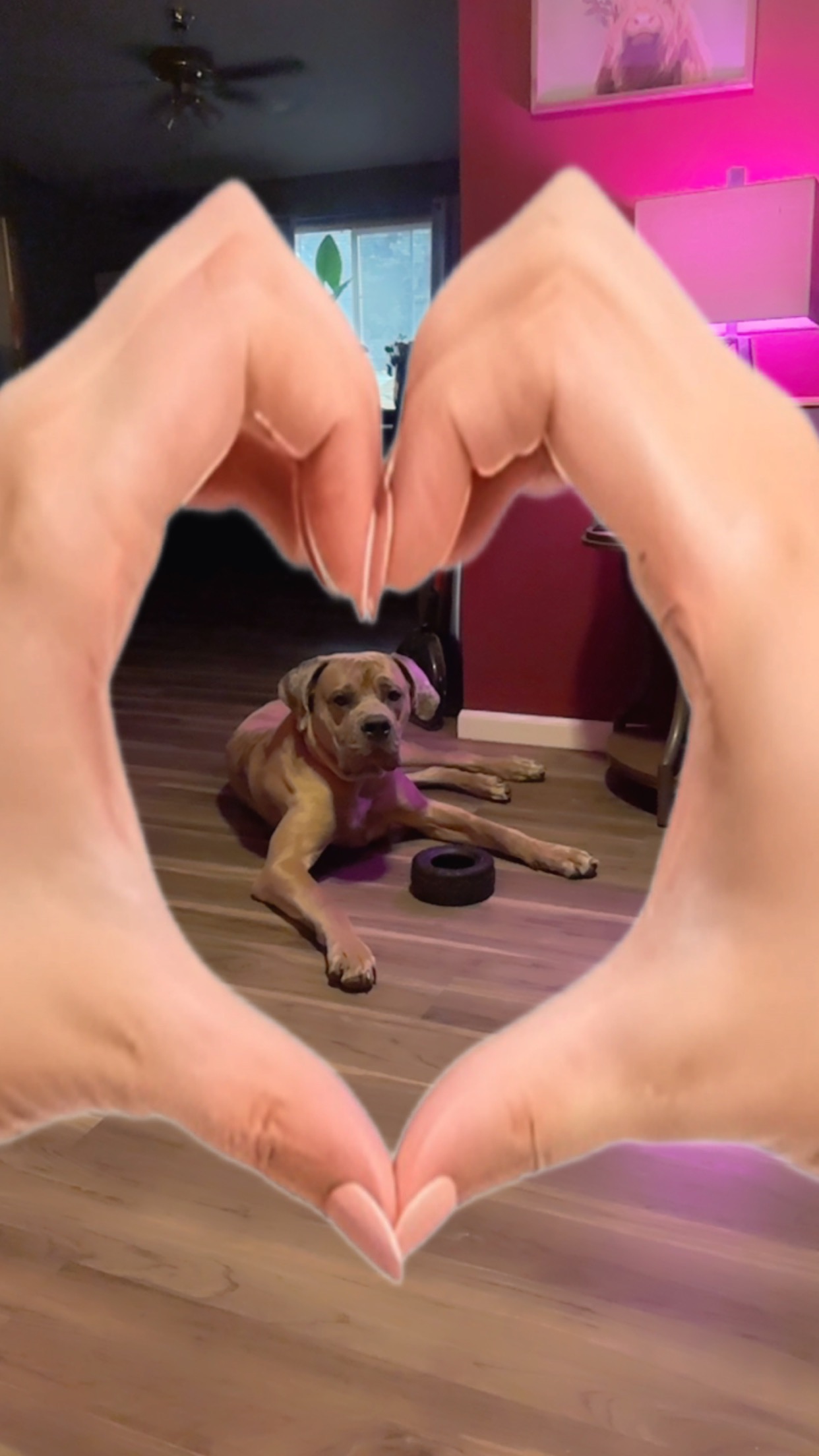 Help Diesel Get to His Forever Home campaign photo, 7 of 8