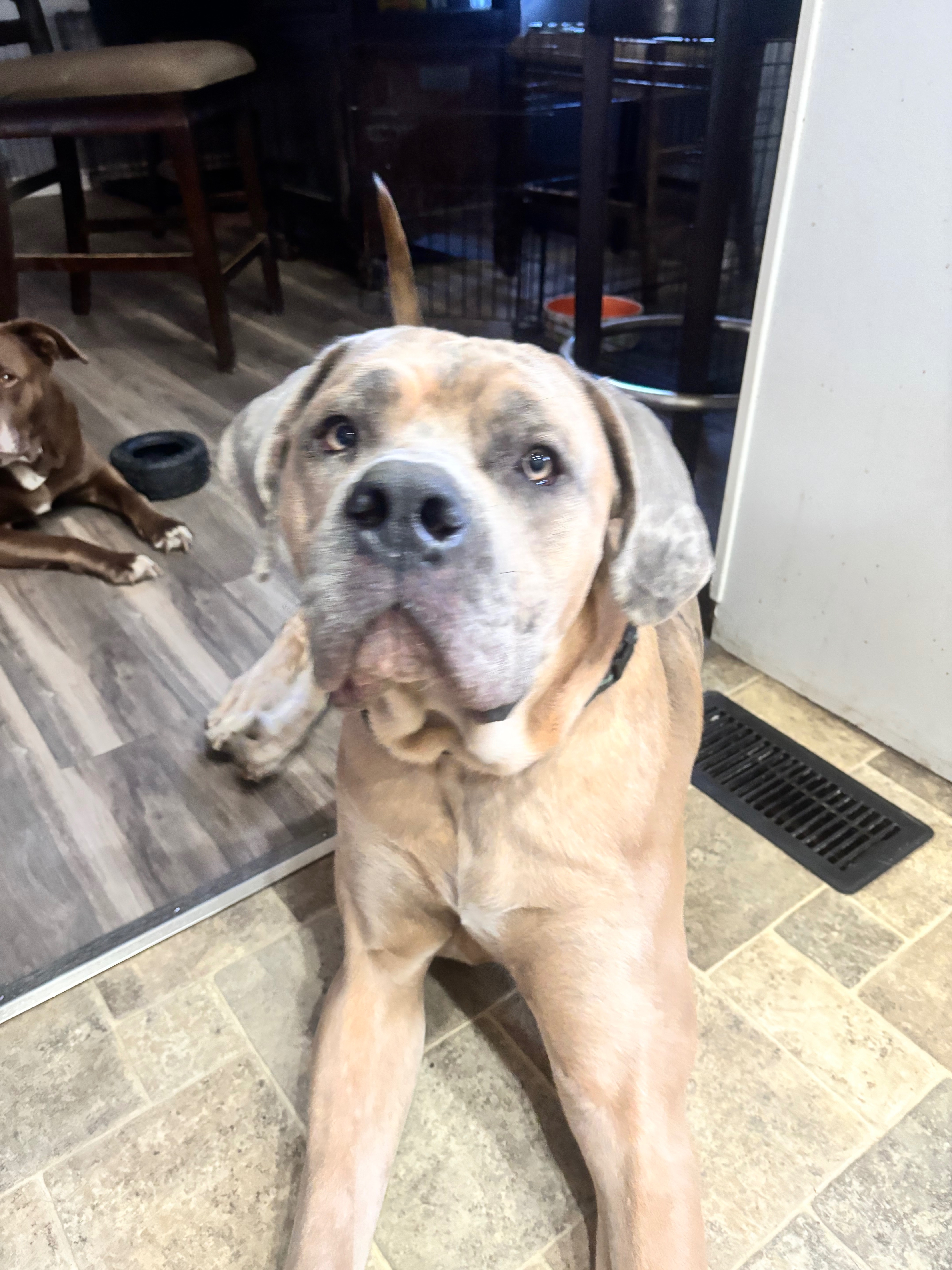 Help Diesel Get to His Forever Home campaign photo, 4 of 8
