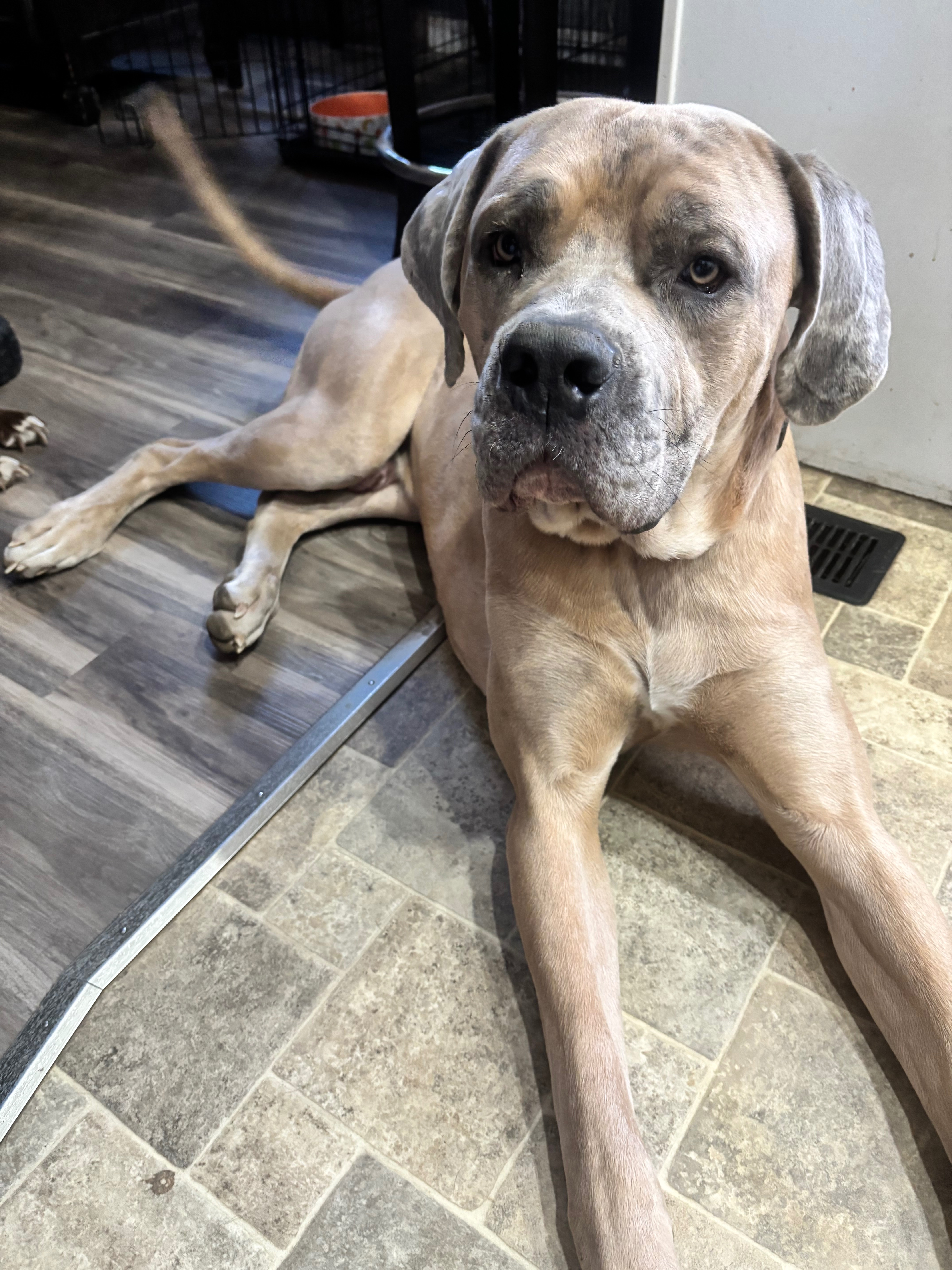 Help Diesel Get to His Forever Home campaign photo, 5 of 8