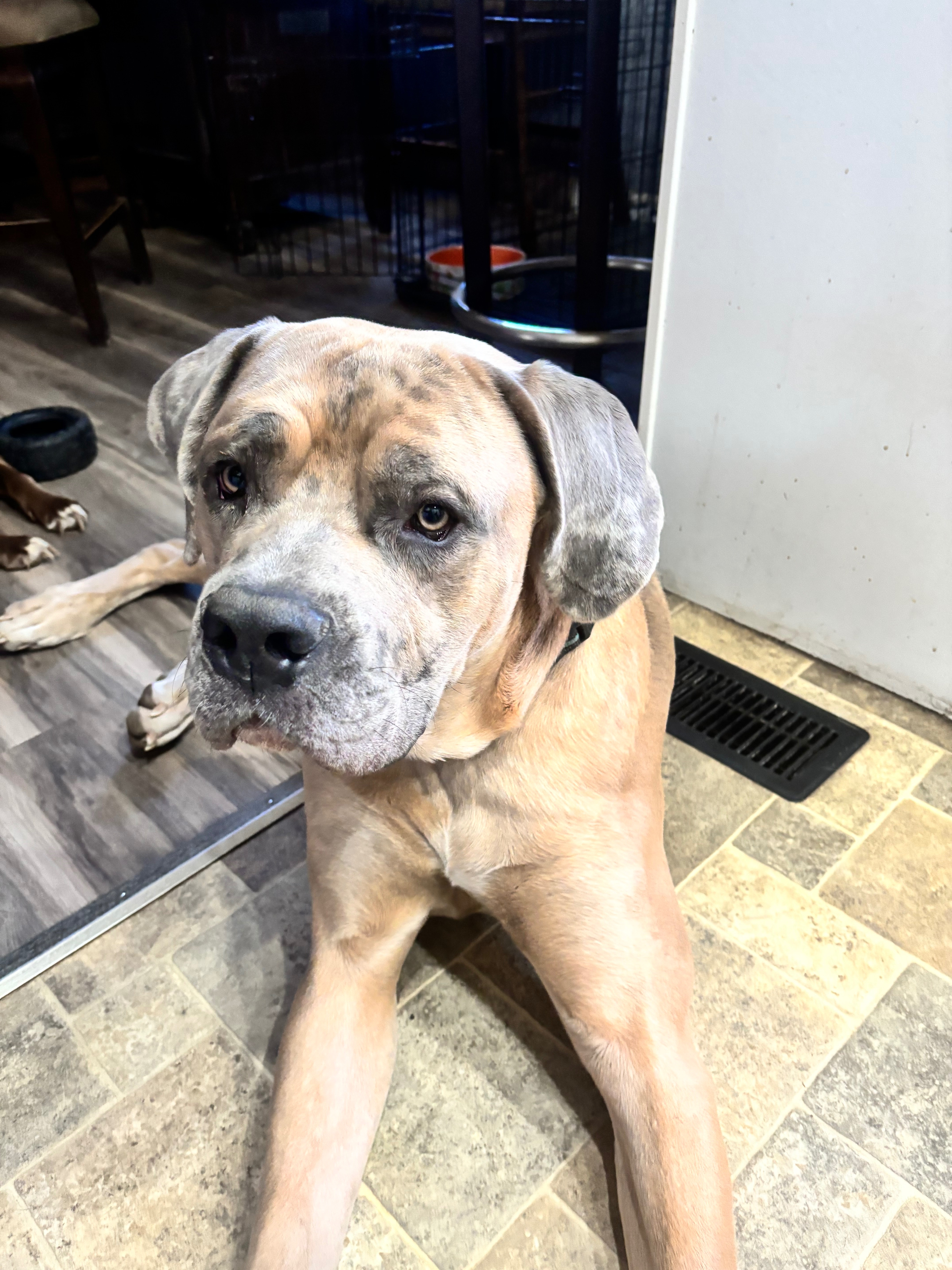 Help Diesel Get to His Forever Home campaign photo, 6 of 8