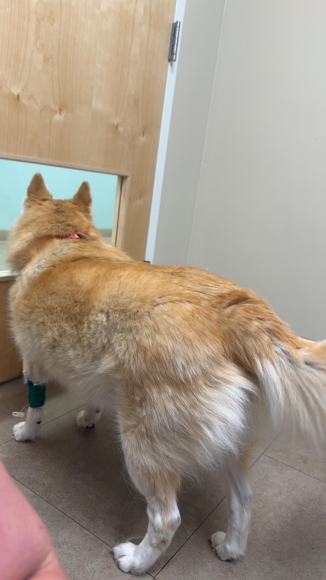 Support Rosie’s Emergency Vet Care campaign photo, 5 of 6